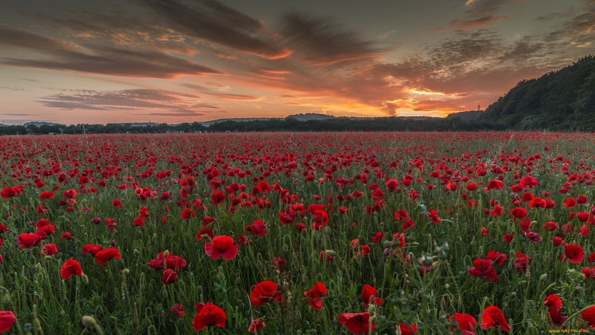 природа, поля, маки, поле