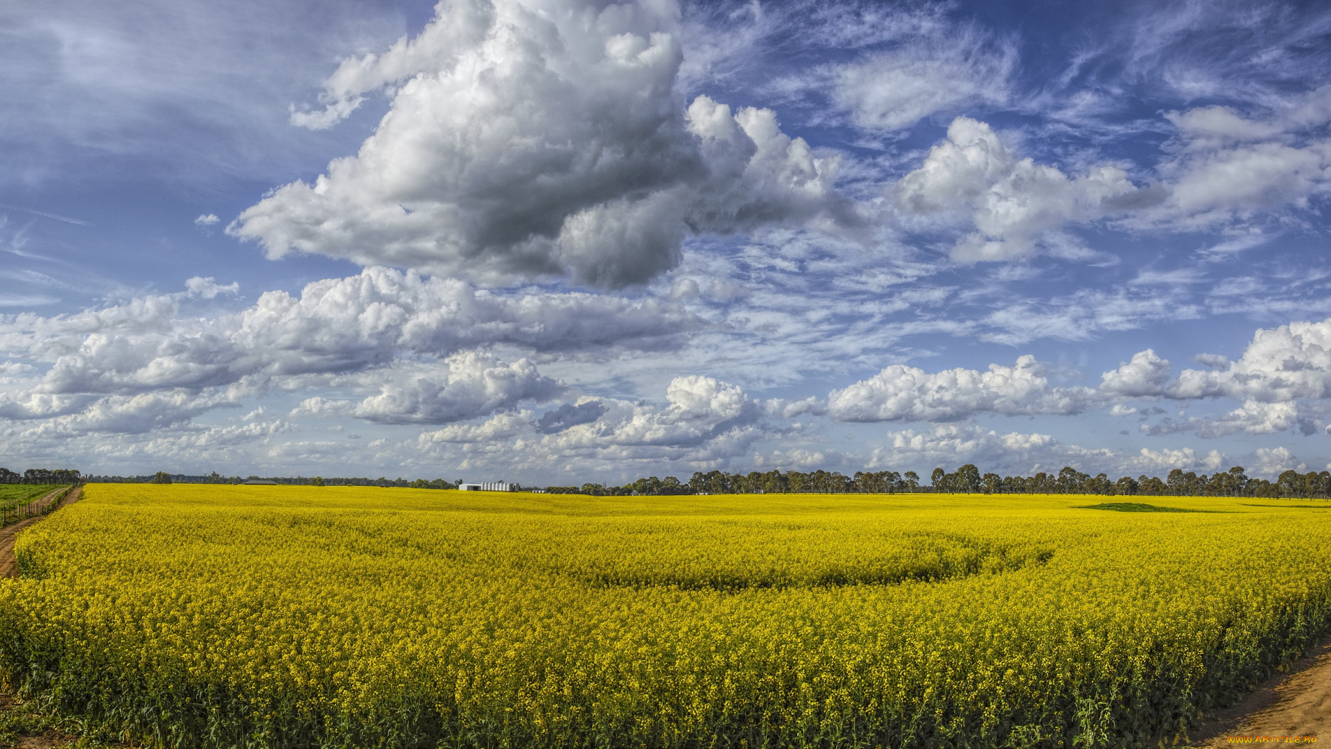 природа, поля, облака, небо, цветы, поле