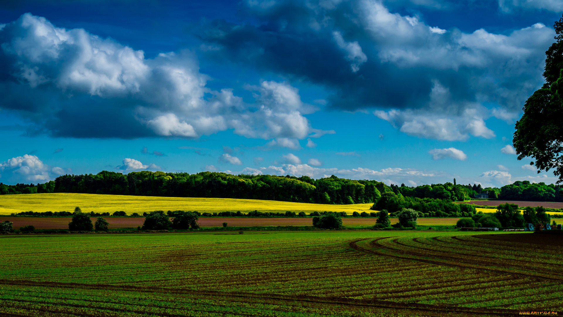 природа, поля, поле