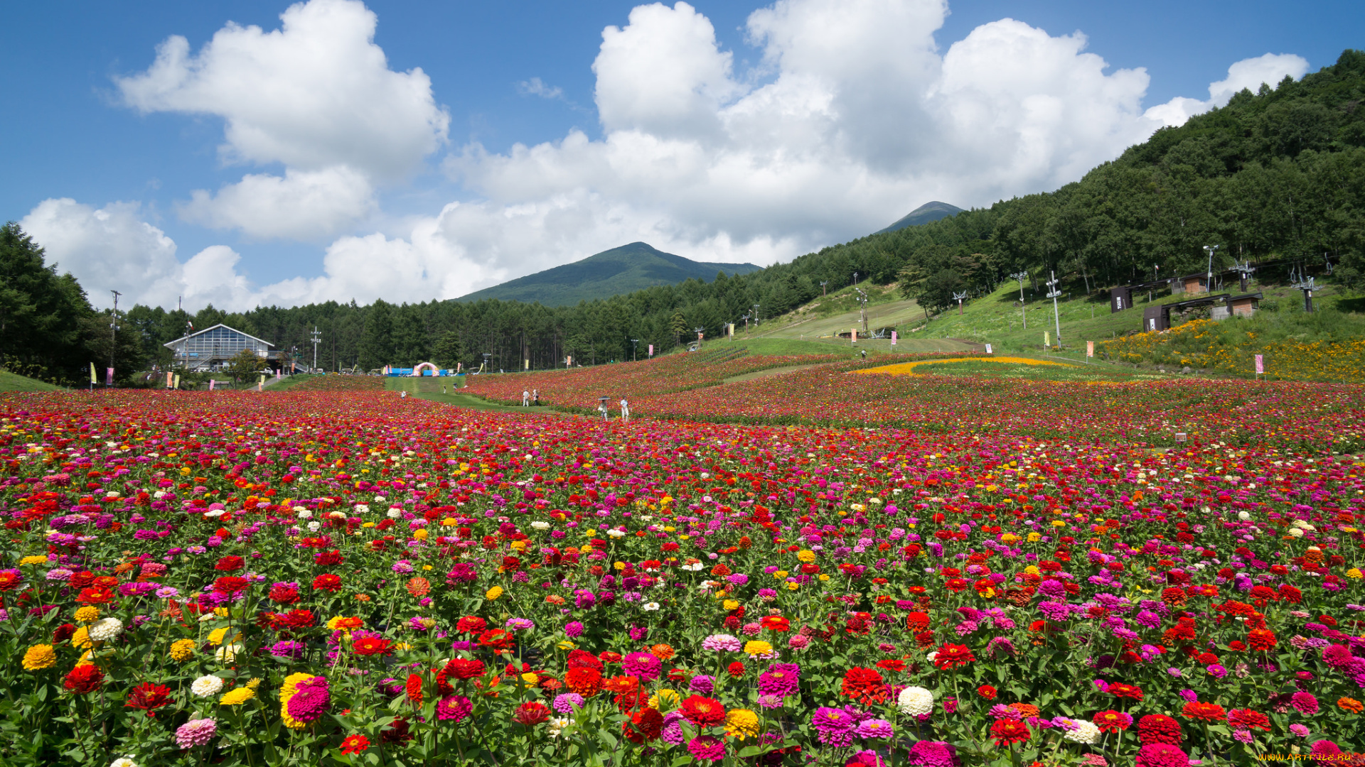 природа, поля, поле, цветы