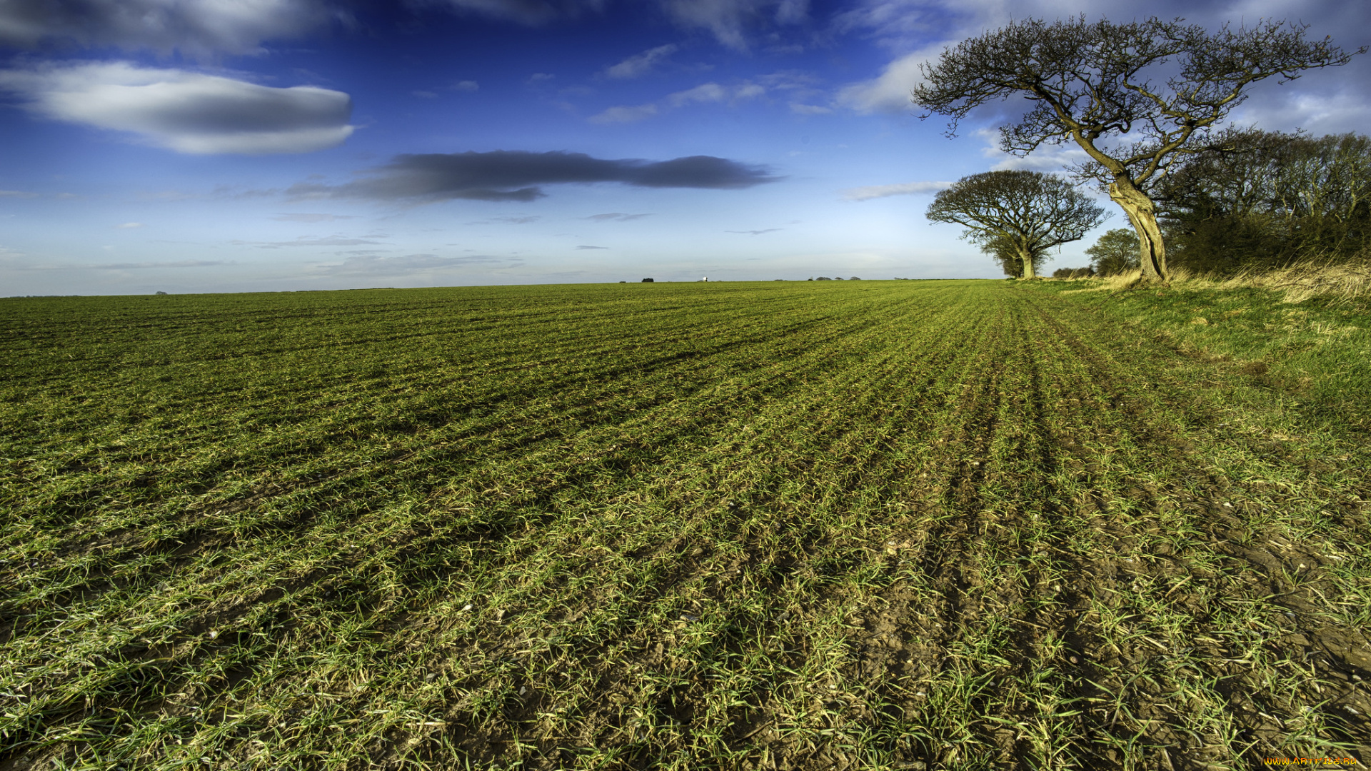 природа, поля, посевы, поле