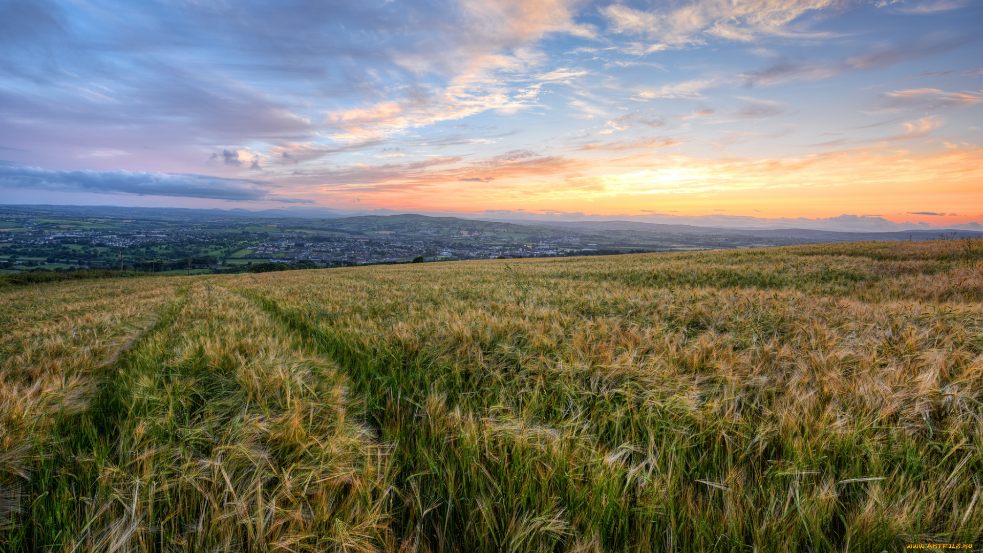 природа, поля, свет, рожь, поле
