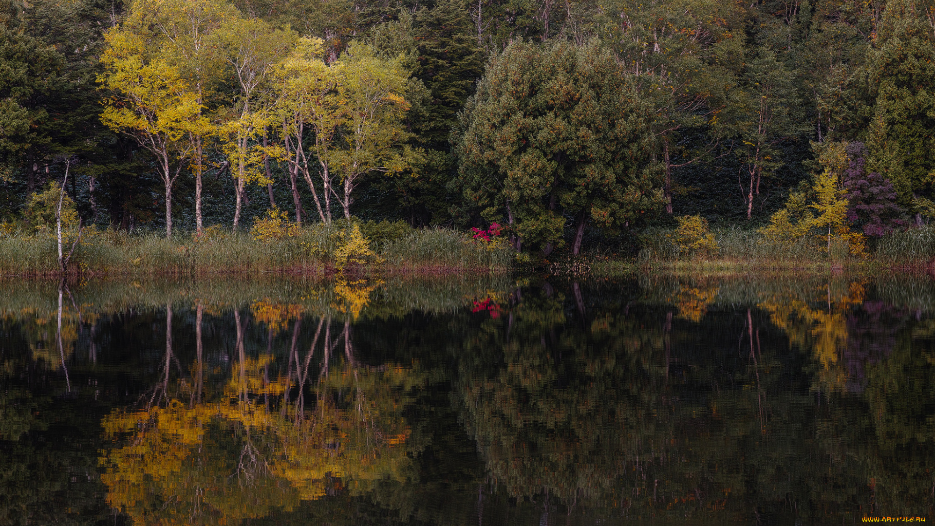 природа, реки, озера, лес, река