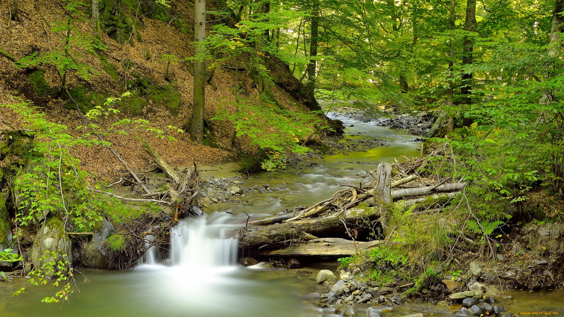 природа, реки, озера, лес, река