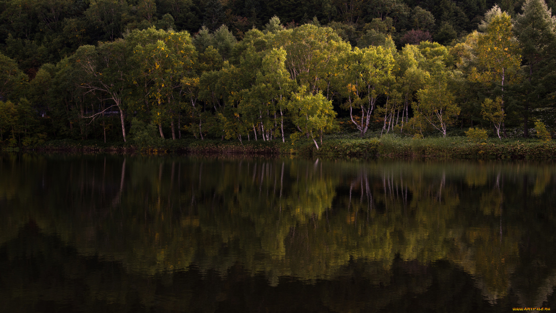 природа, реки, озера, река, лес