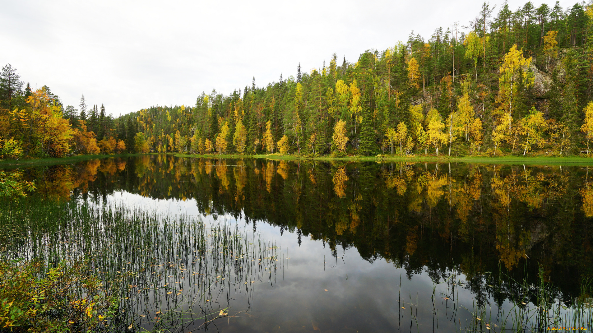 природа, реки, озера, река, лес