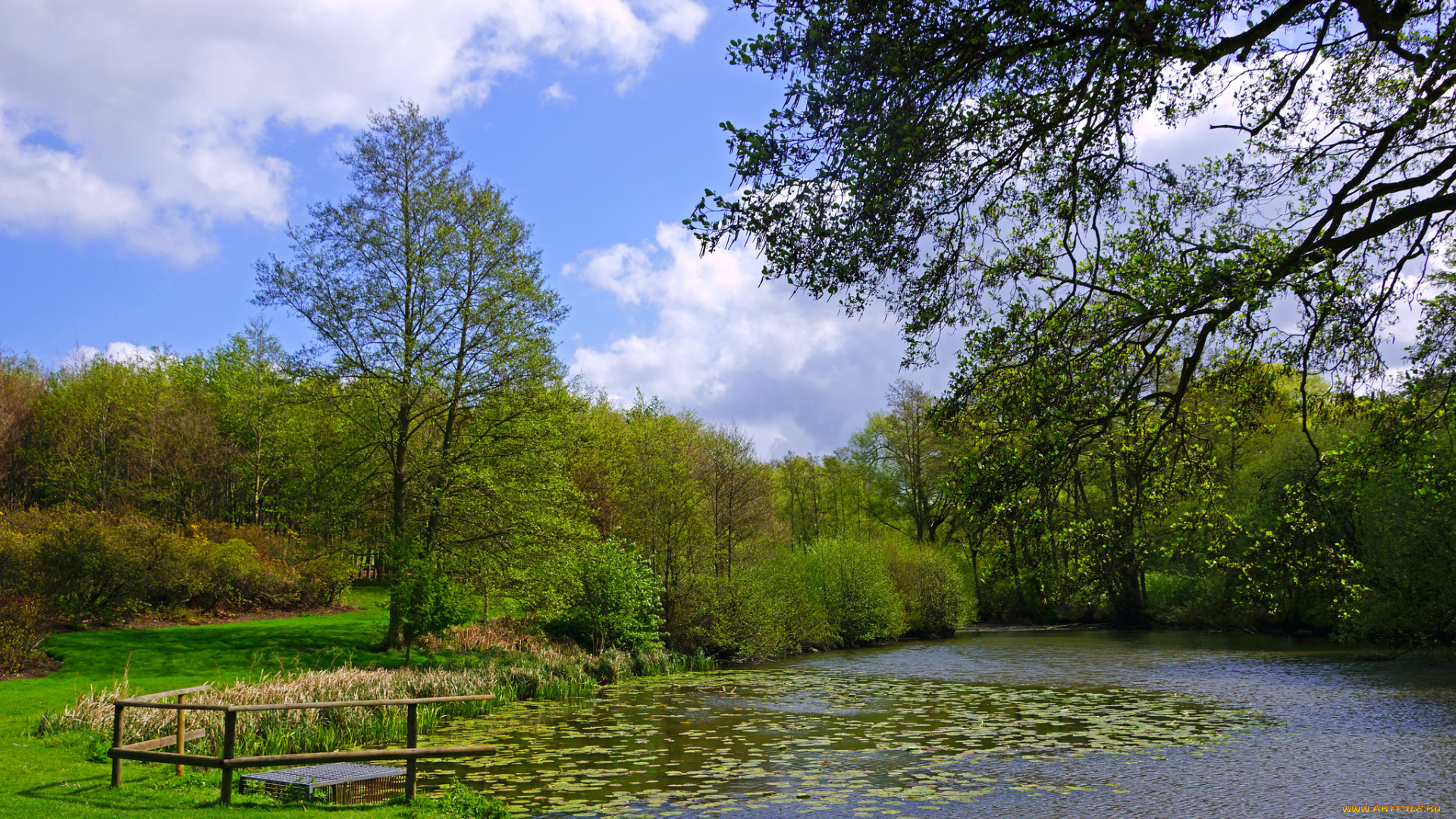 природа, реки, озера, река, лес