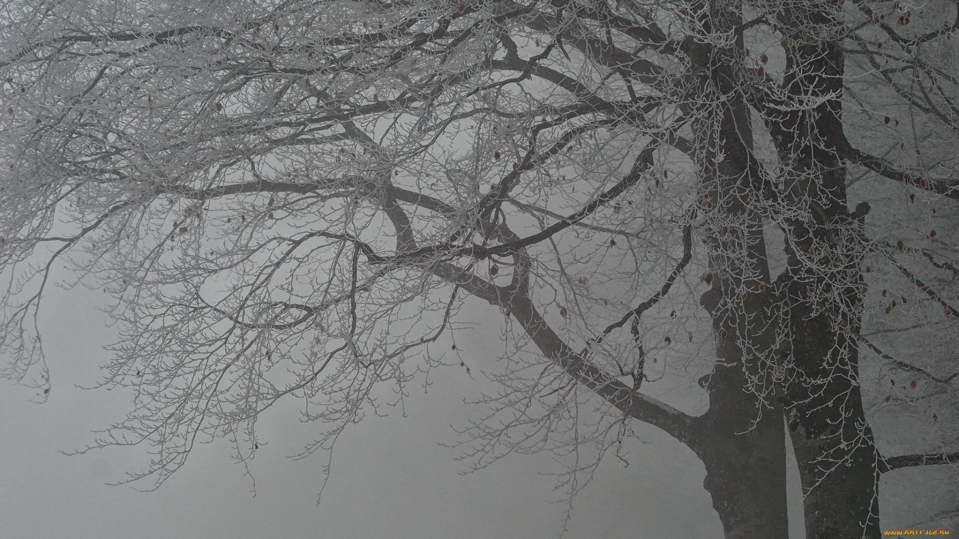 природа, зима, туман, деревья