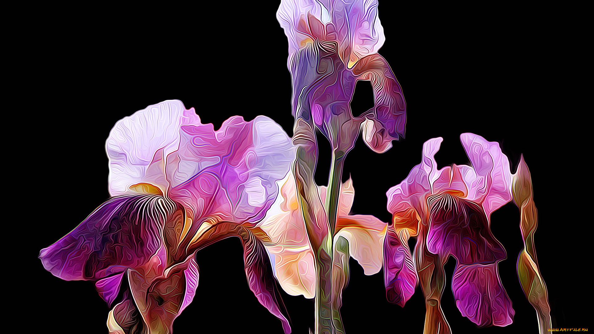 разное, компьютерный, дизайн, линии, фон, краски, лепестки, ирисы