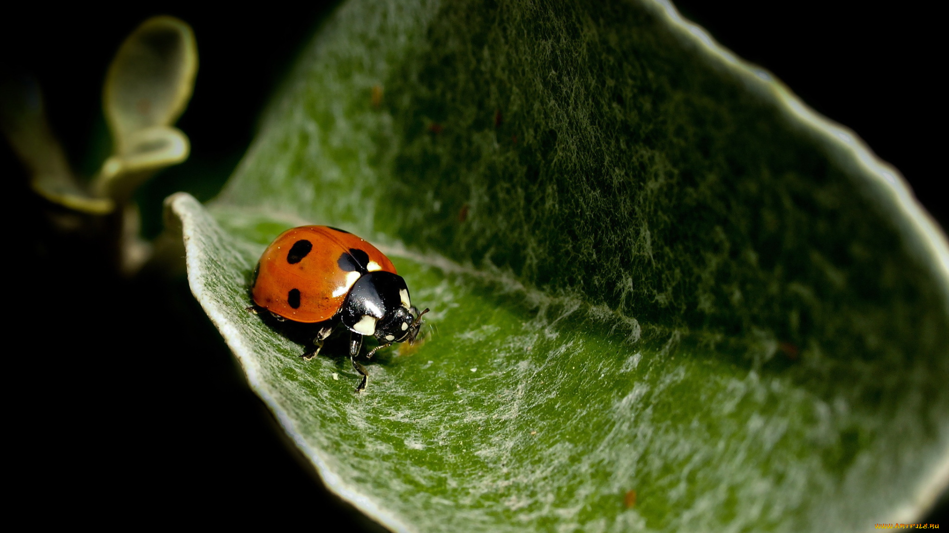 животные, божьи, коровки, фон, природа, божья, коровка
