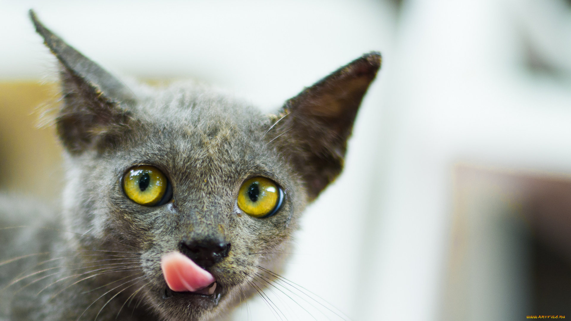 животные, коты, фон, взгляд, кошка