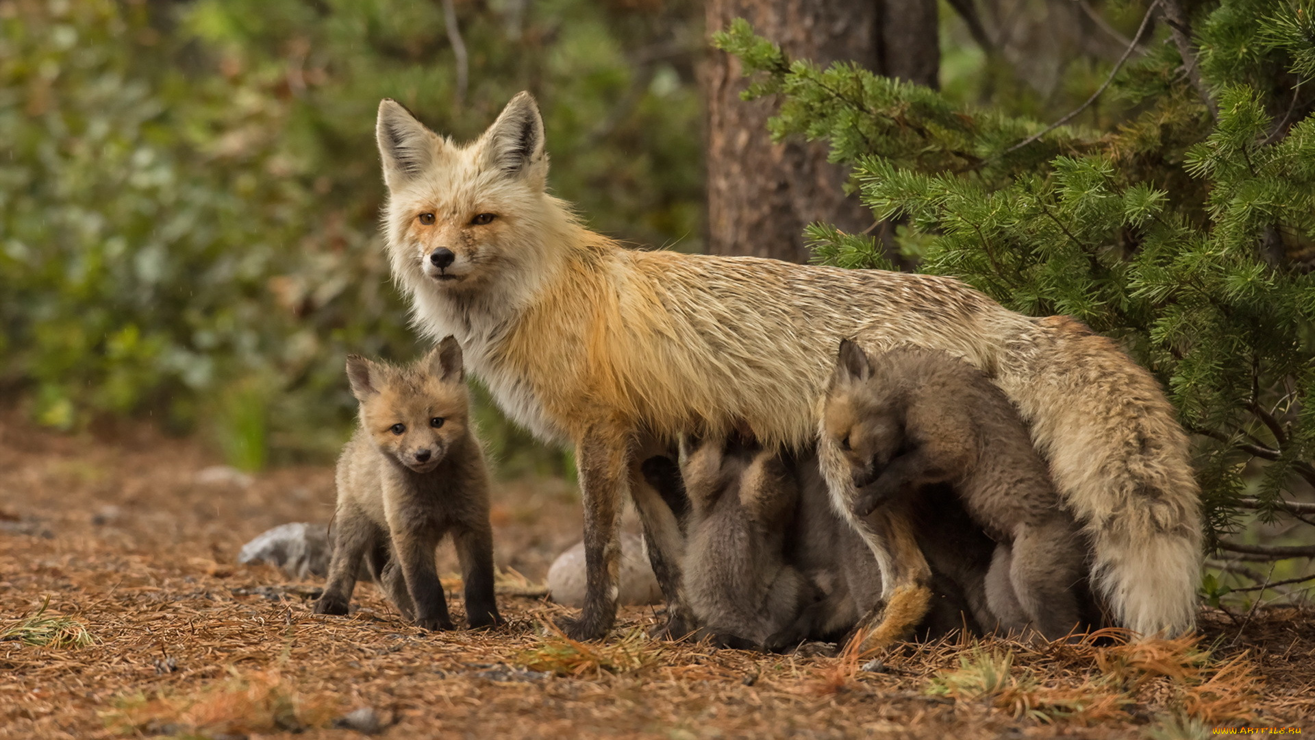 животные, лисы, фон, природа