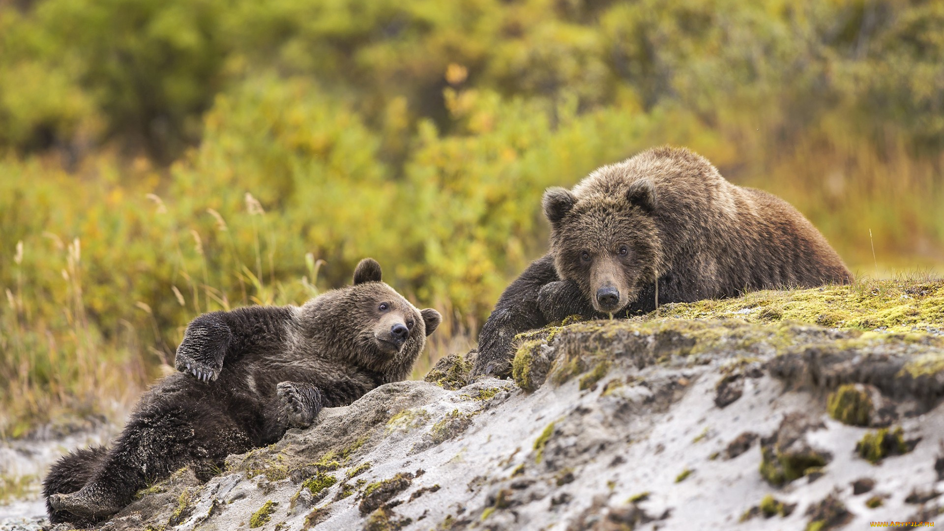 животные, медведи, фон, природа