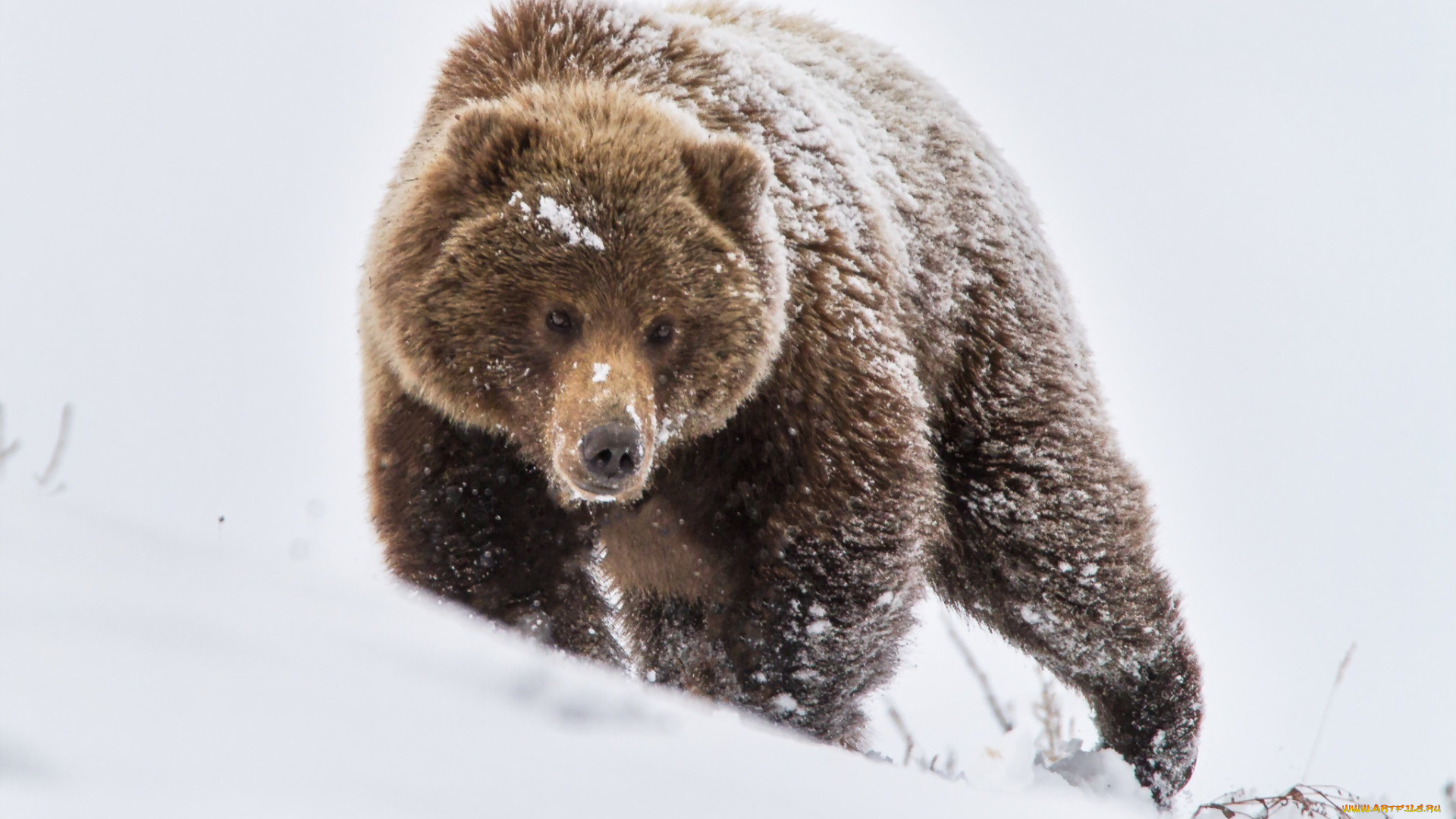 животные, медведи, зима, природа, медведь, снег