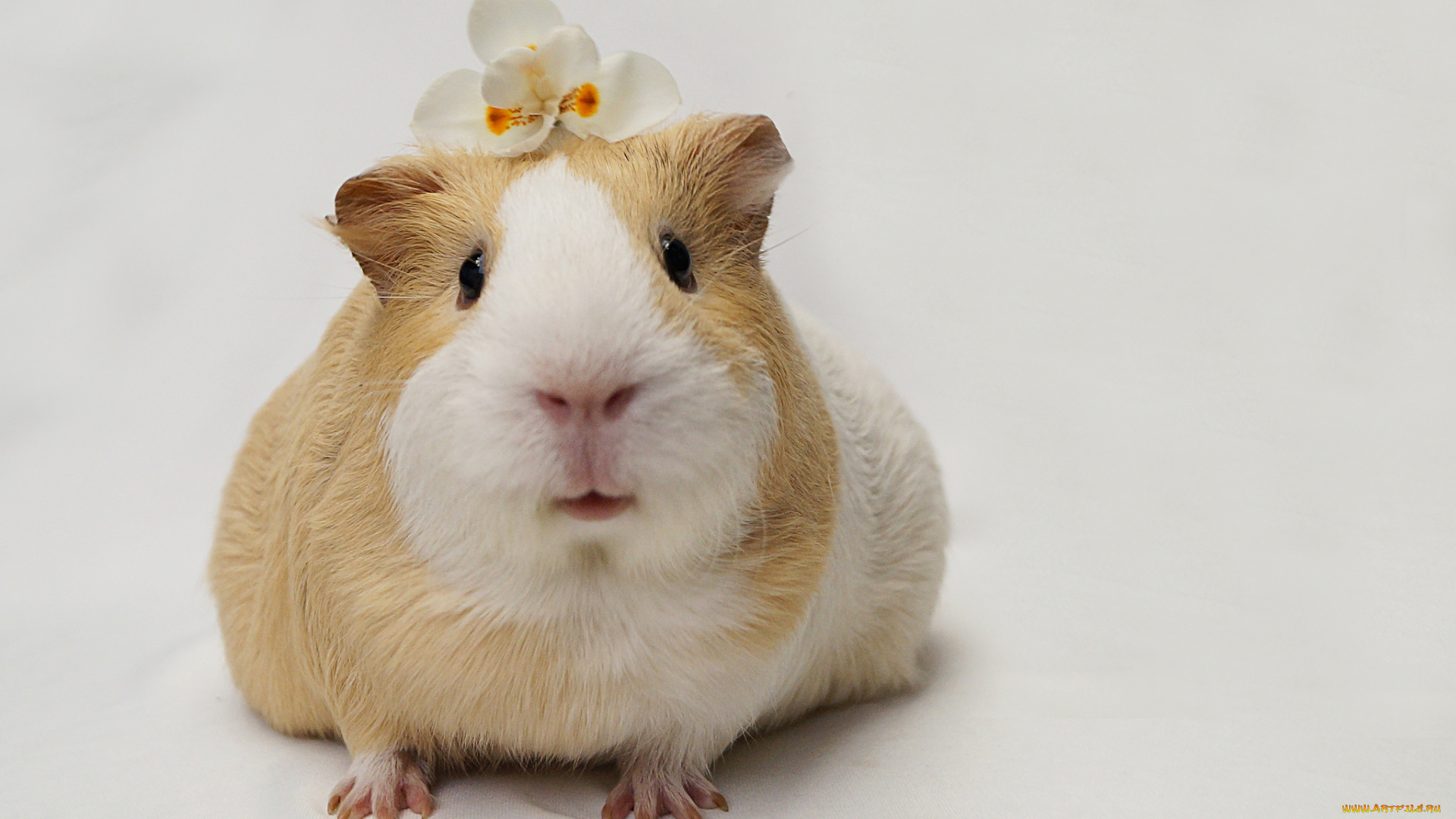 животные, морские, свинки, , хомяки, природа, морская, свинка, фон