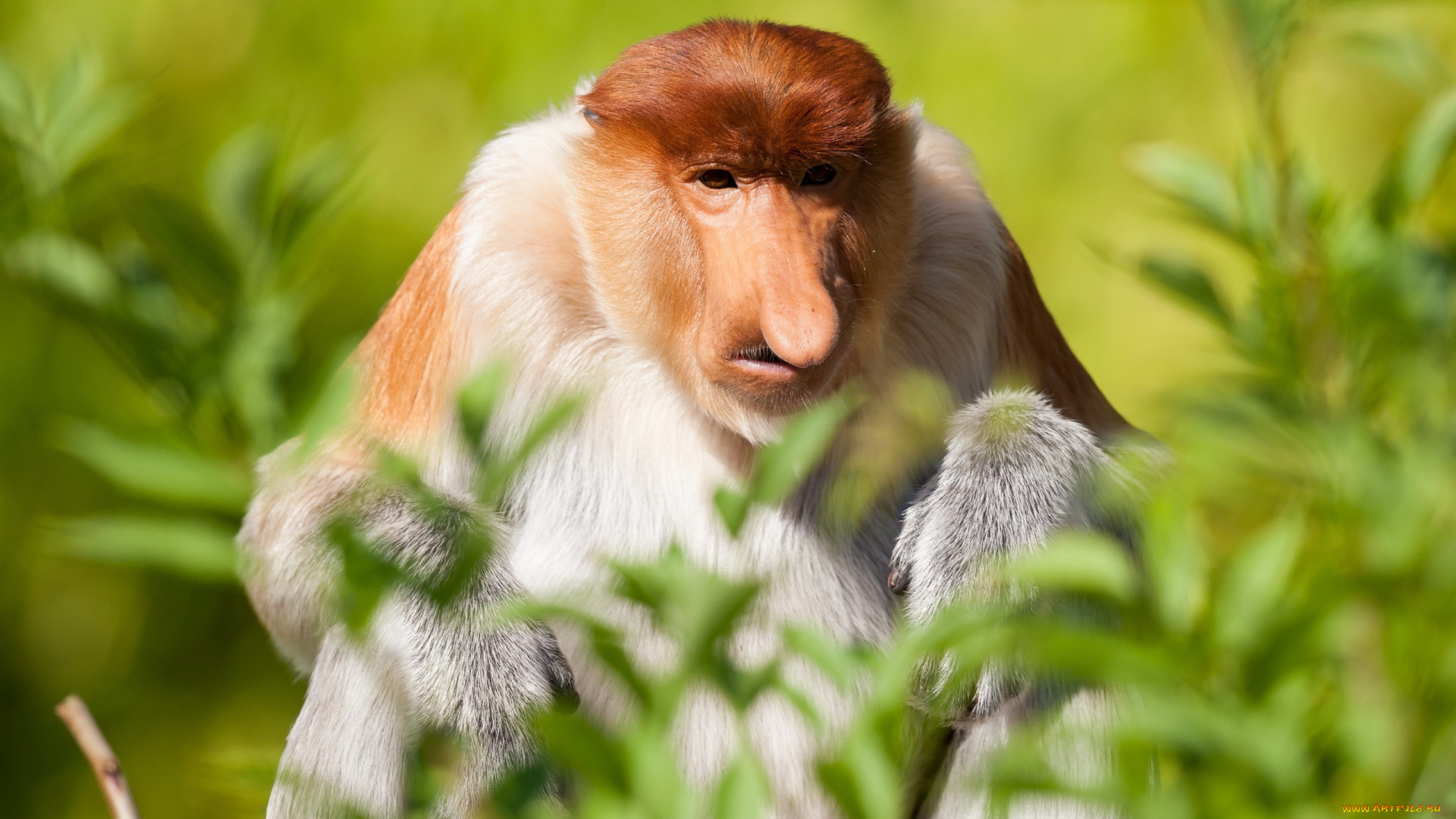 животные, обезьяны, обезьяна, взгляд, природа