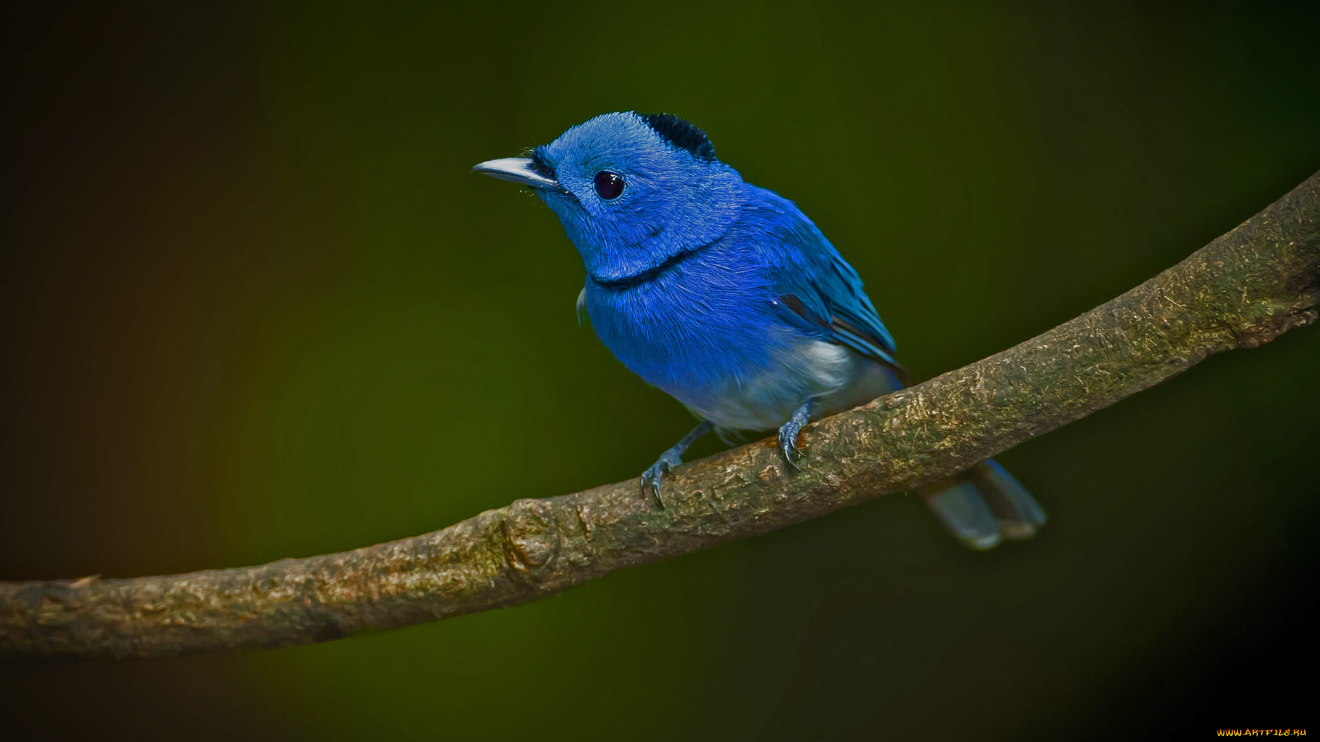 животные, птицы, ветка, краски, птица, клюв, чернозатылочный, монарх