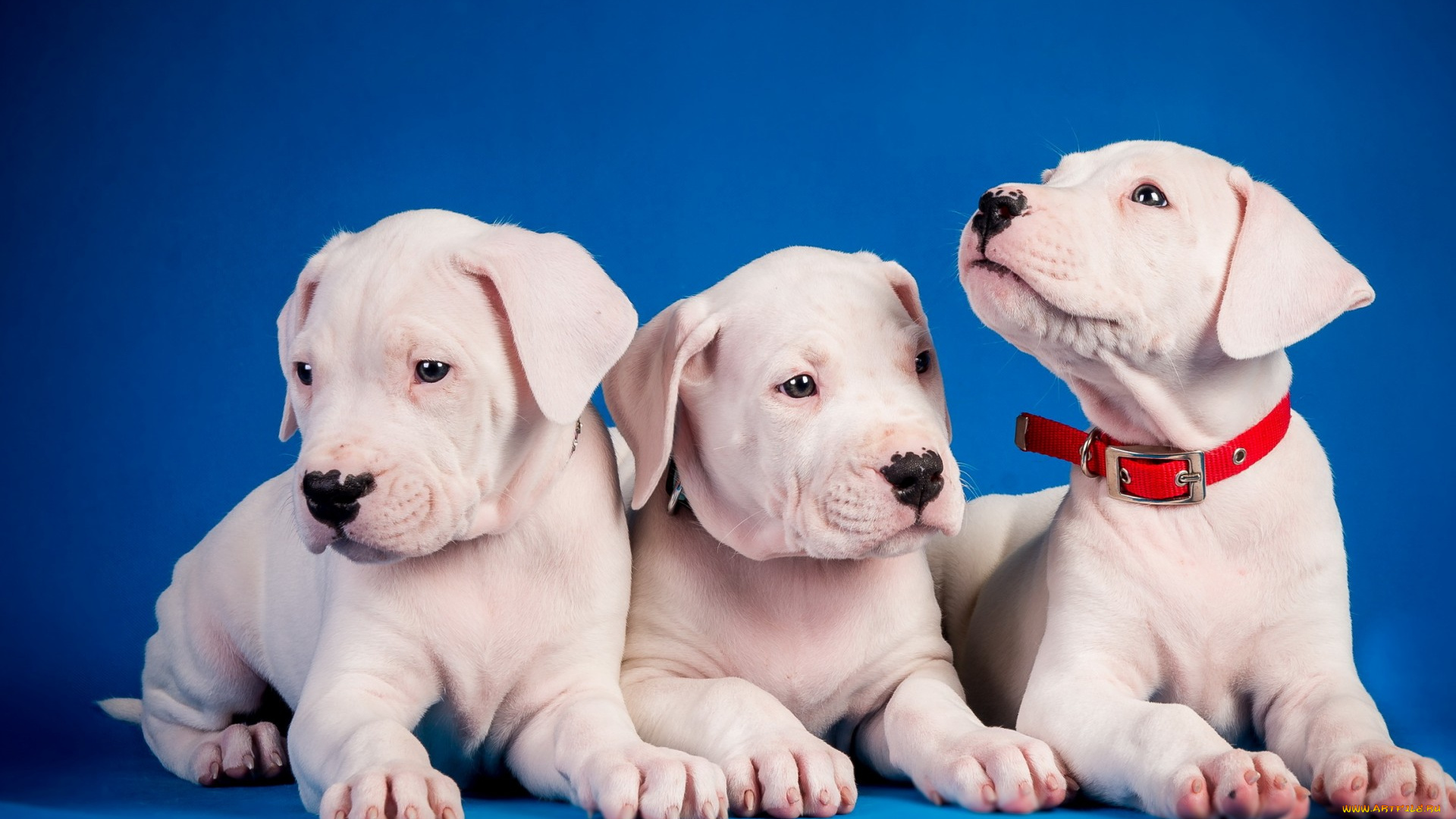 животные, собаки, фон, щенки