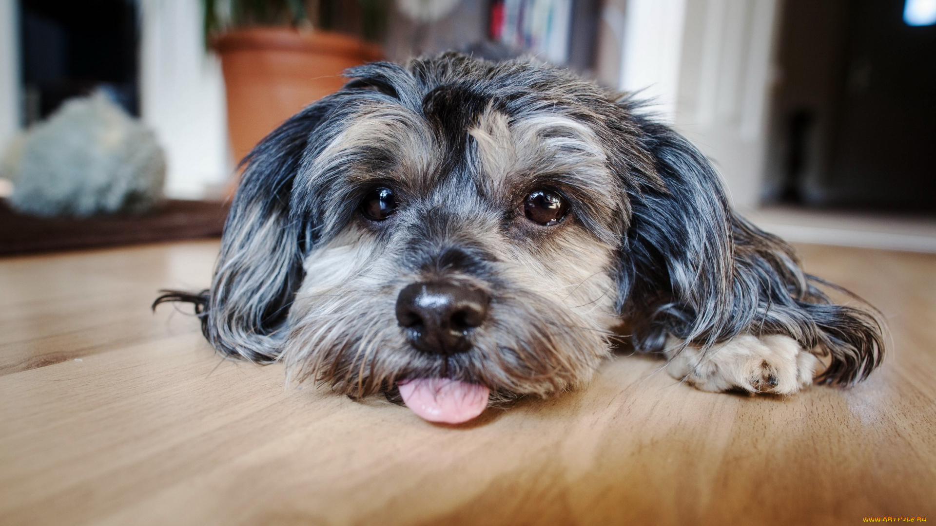 животные, собаки, взгляд, собака, друг