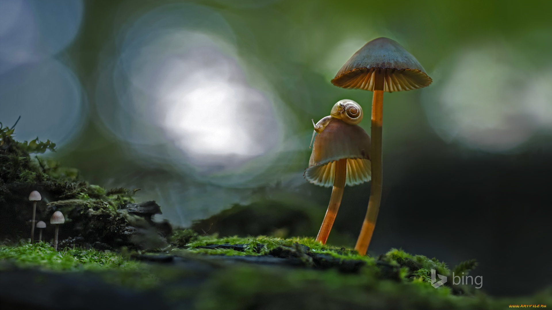 животные, улитки, макро, улитка, грибы