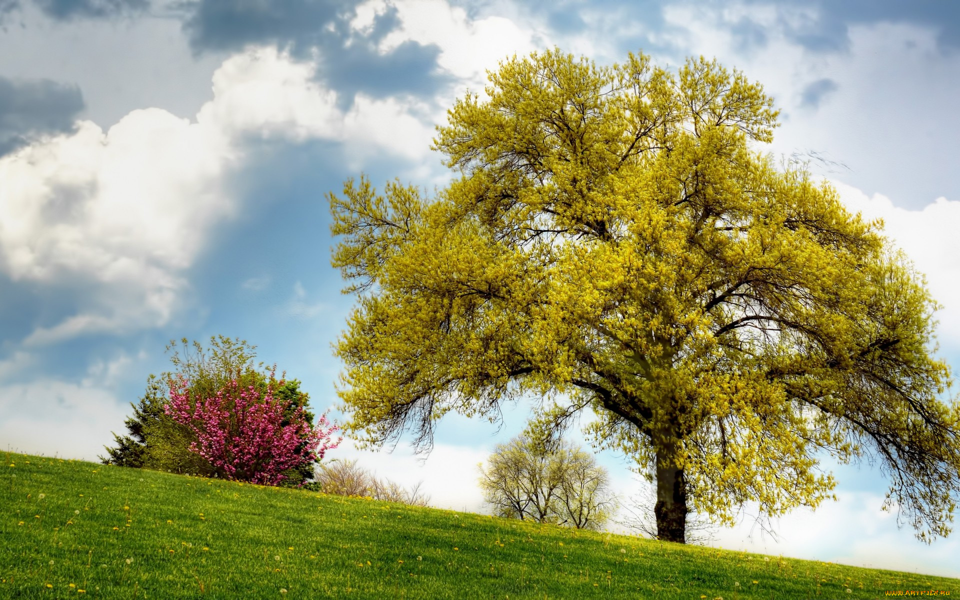 природа, деревья, склон, кусты, дерево, одуванчики, трава, поле, лето, облака, небо