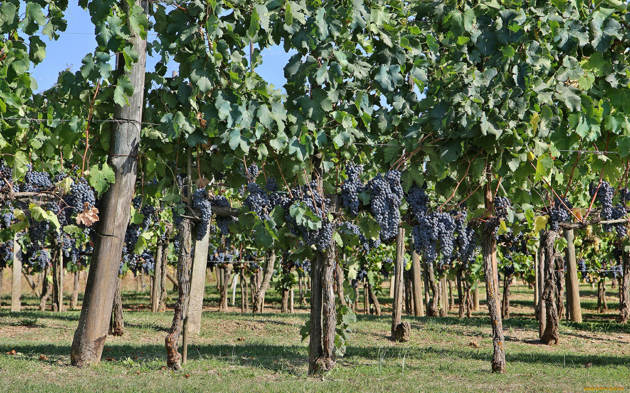 природа, Ягоды, , виноград, виноградник