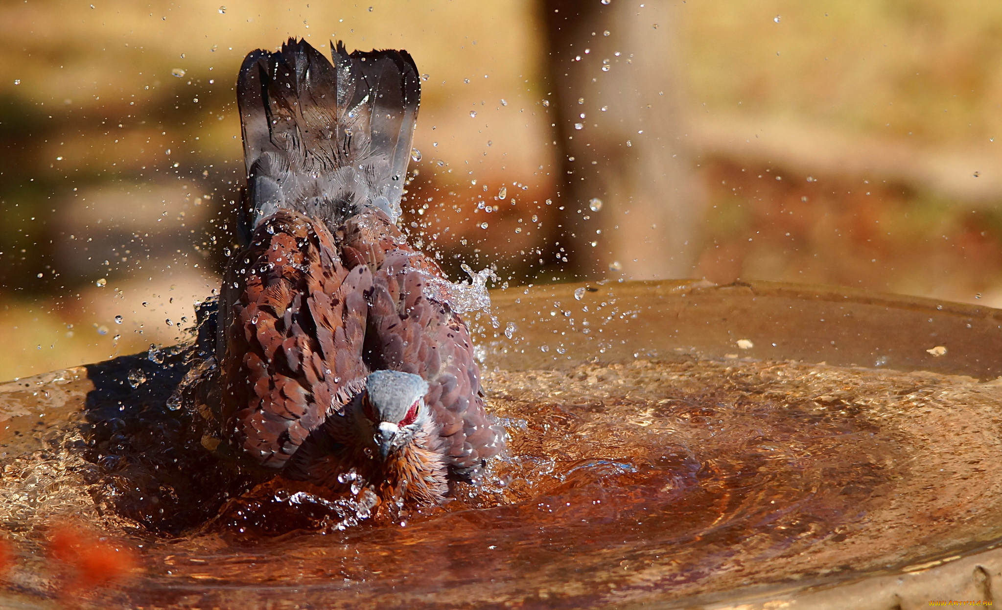 животные, голуби, брызги, вода, птица