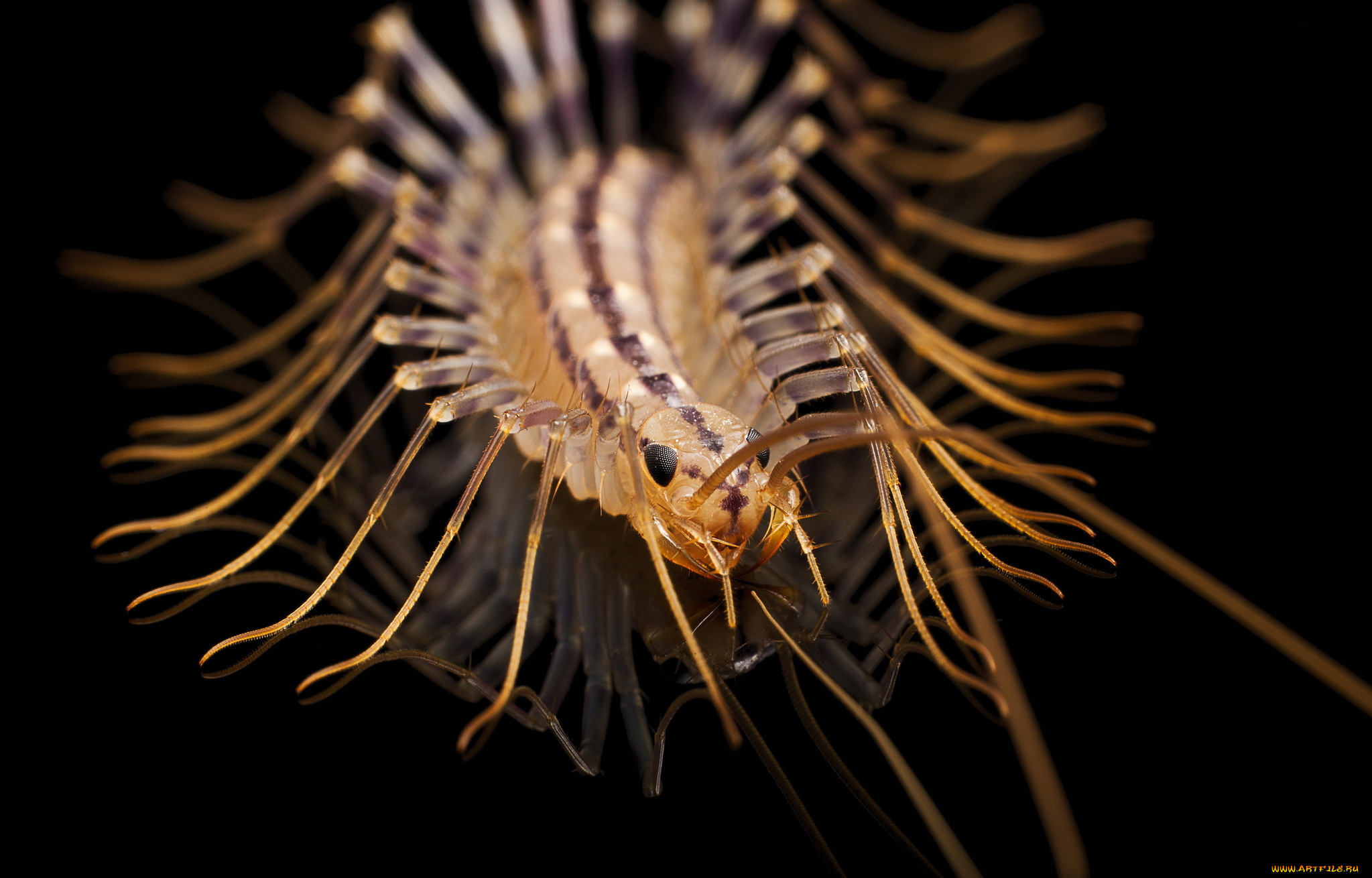 животные, насекомые, макро, фон, сороконожка