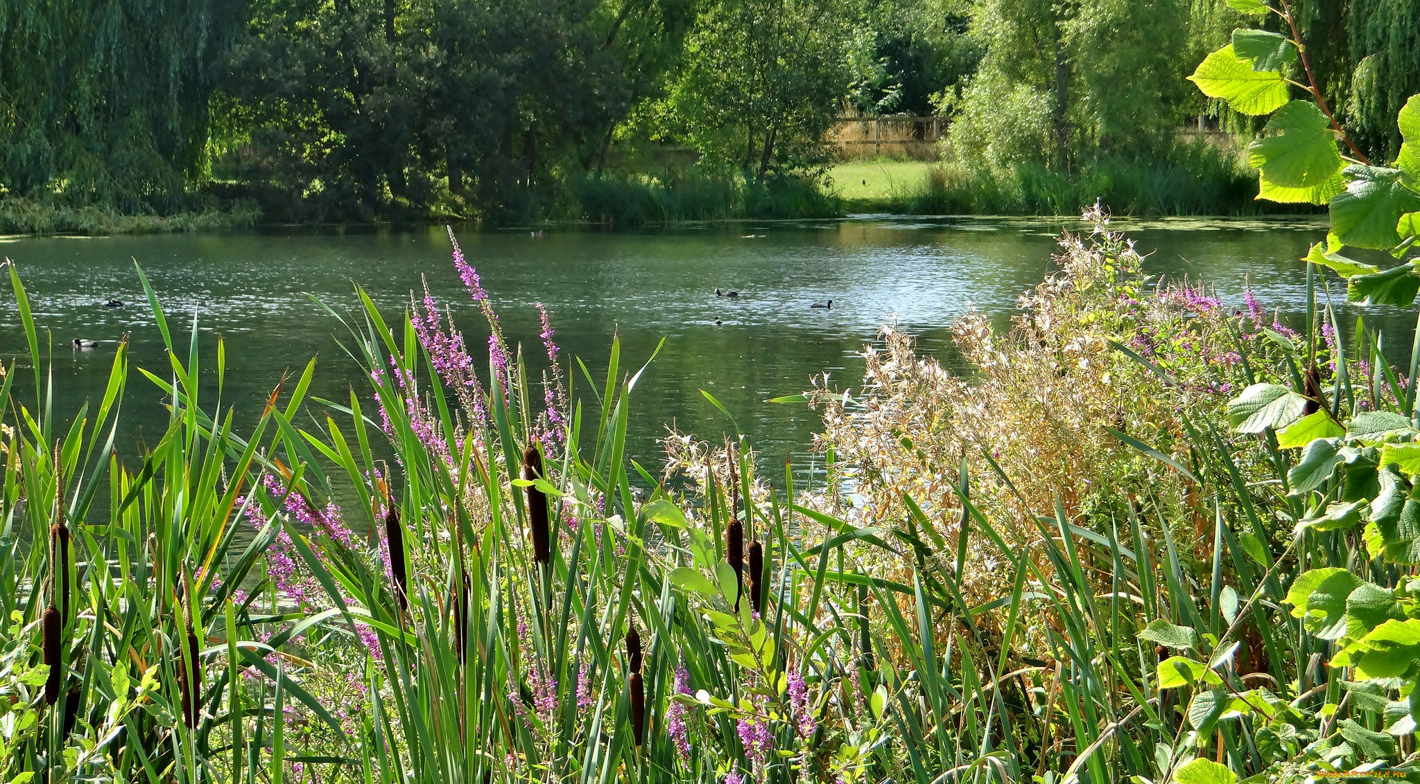 природа, реки, озера, река, лес