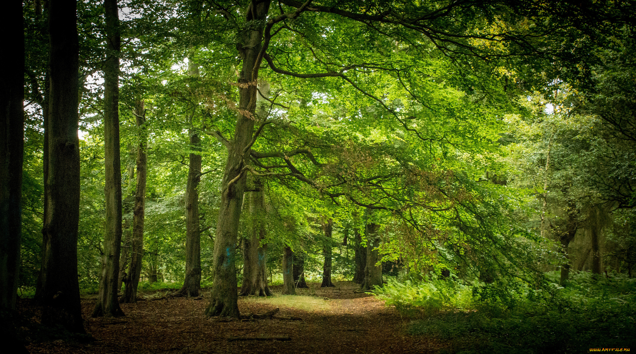 природа, лес, тропинка, роща