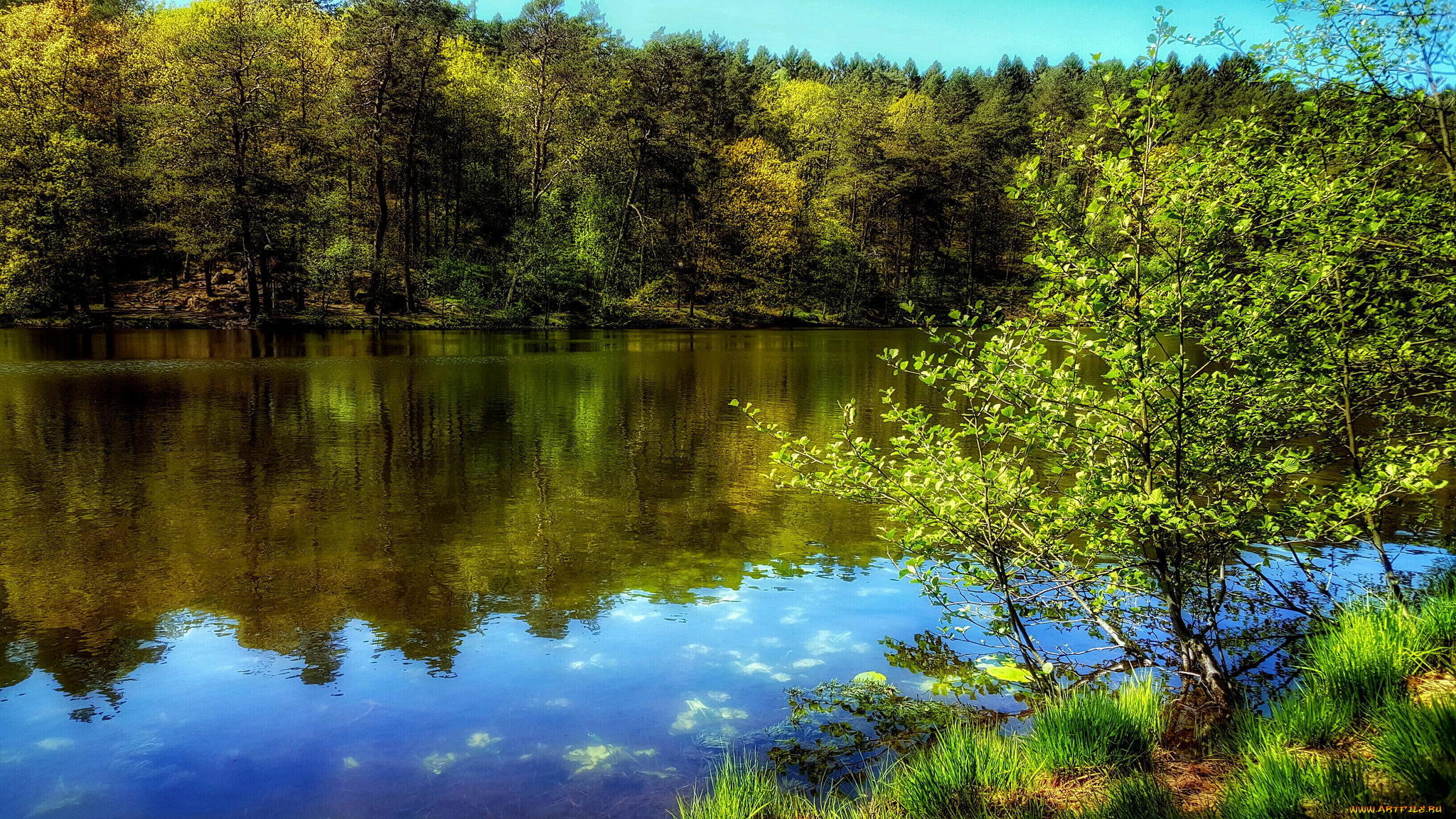 природа, реки, озера, река, лес