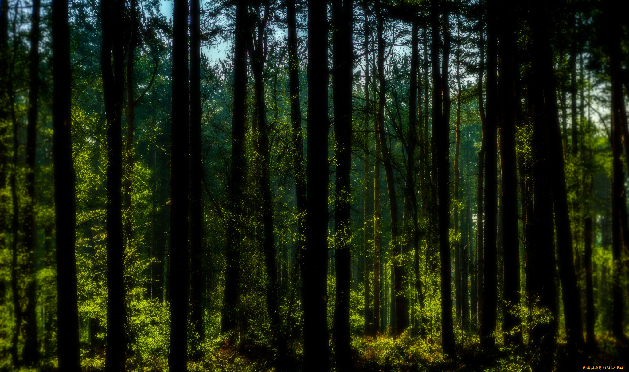 природа, лес, деревья