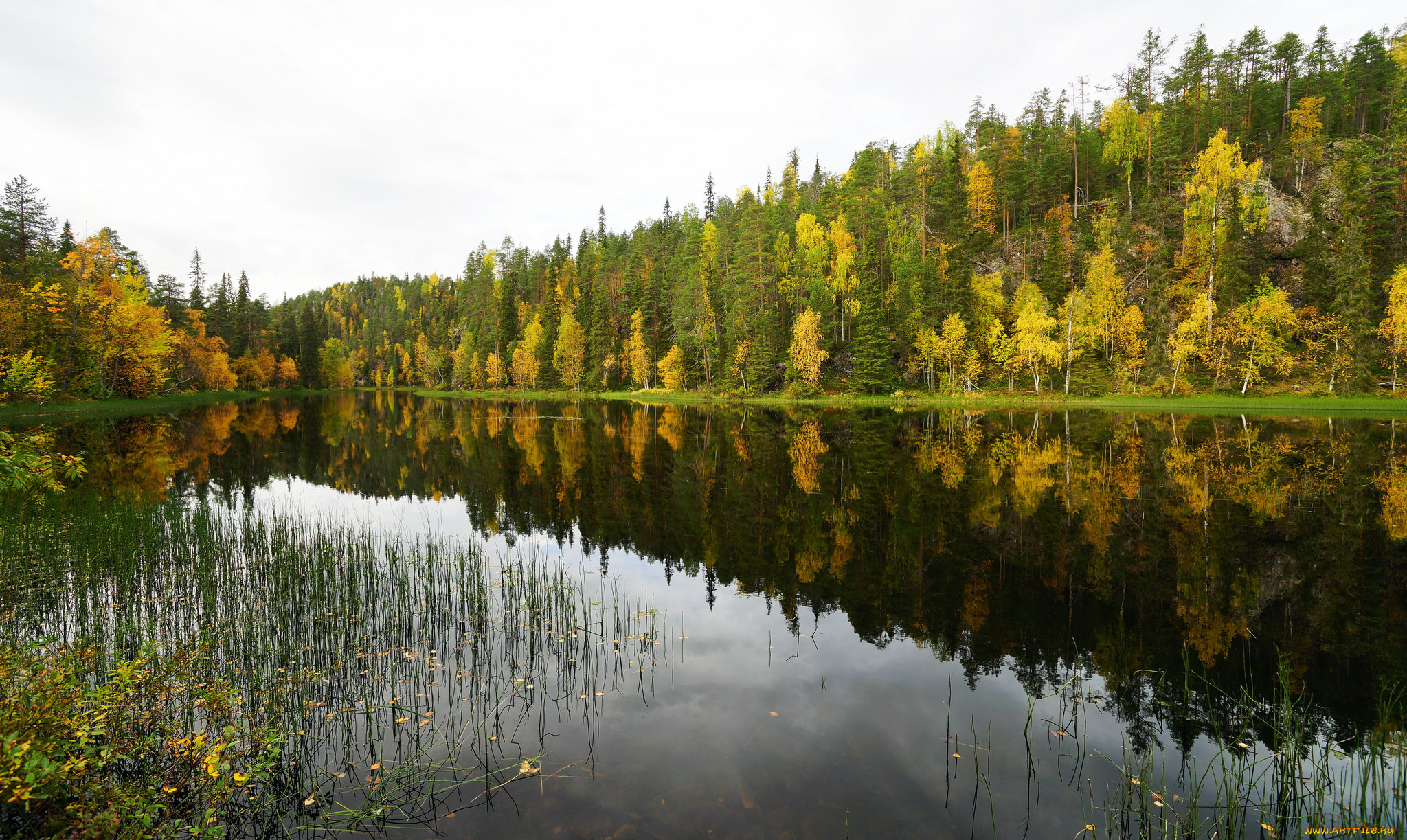 природа, реки, озера, река, лес