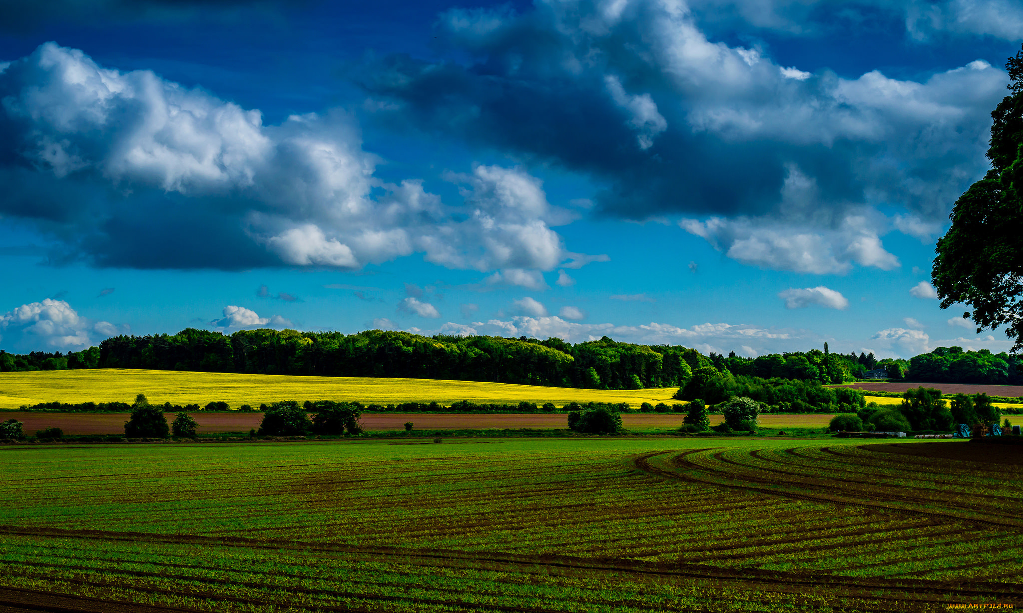 природа, поля, поле