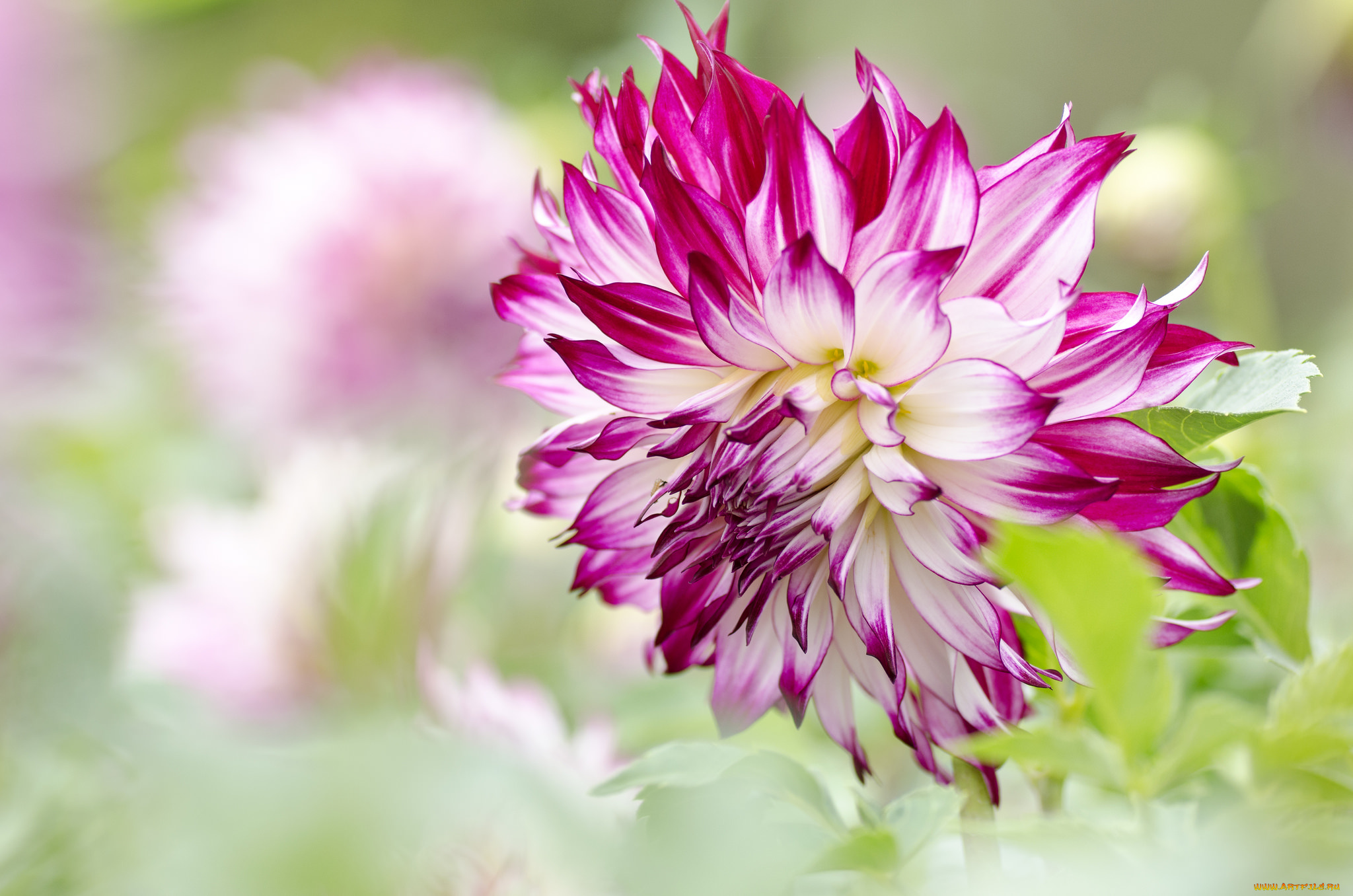 цветы, георгины, бутоны, цветение, георгин, лепестки