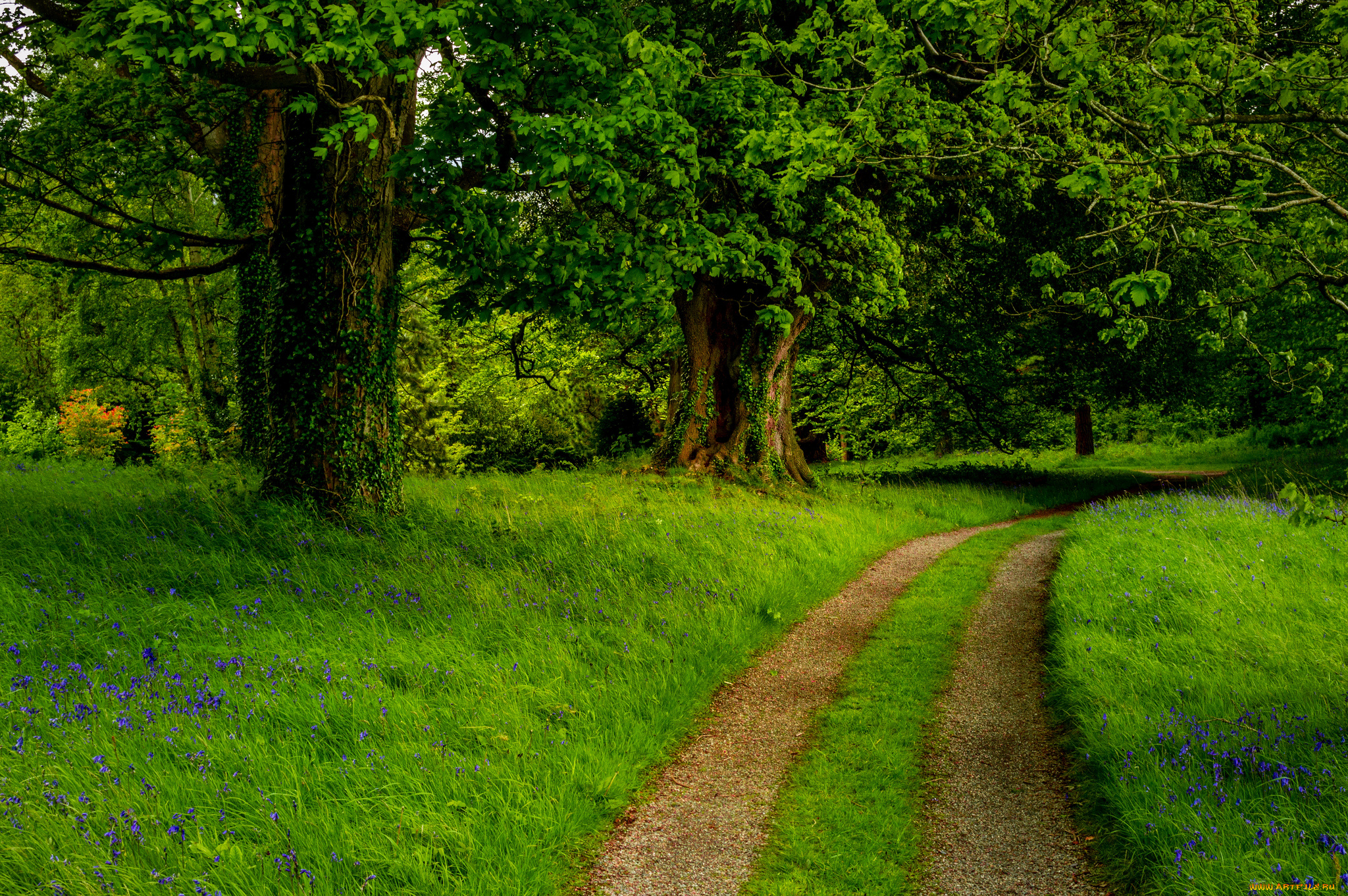 природа, дороги, лес, дорога, трава