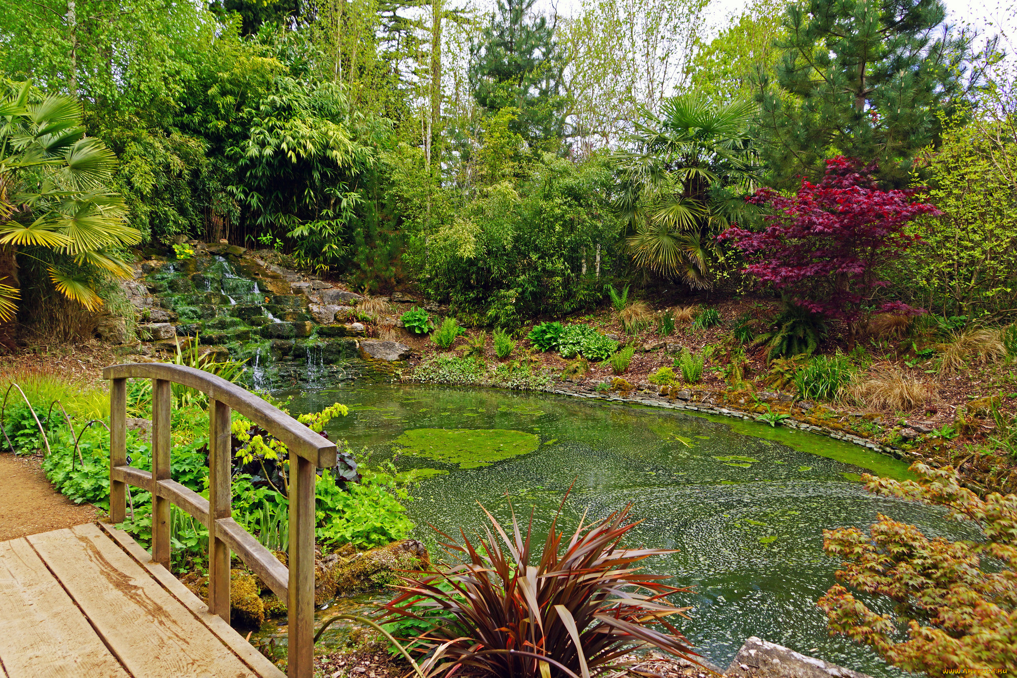 природа, парк, река, лес