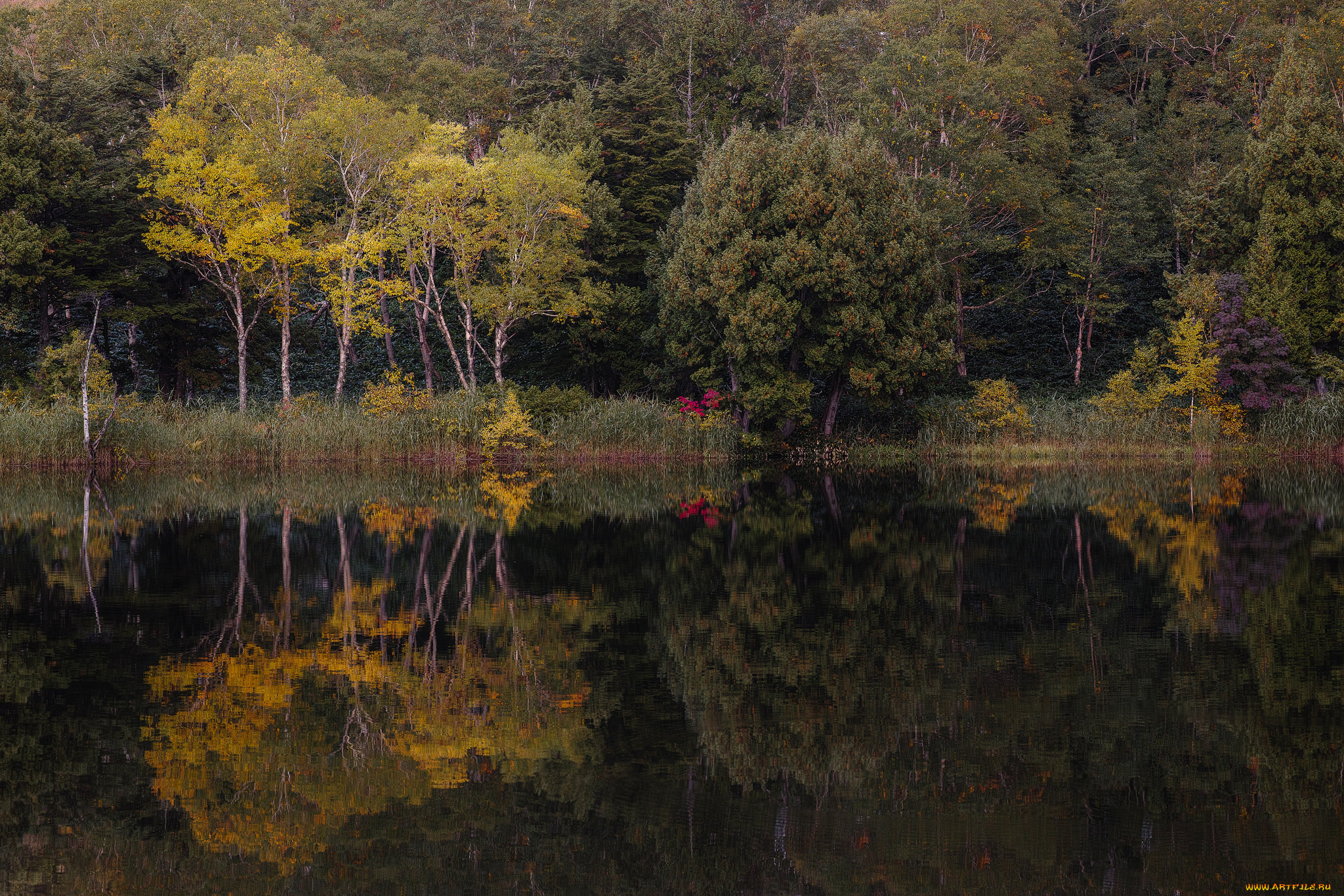 природа, реки, озера, лес, река