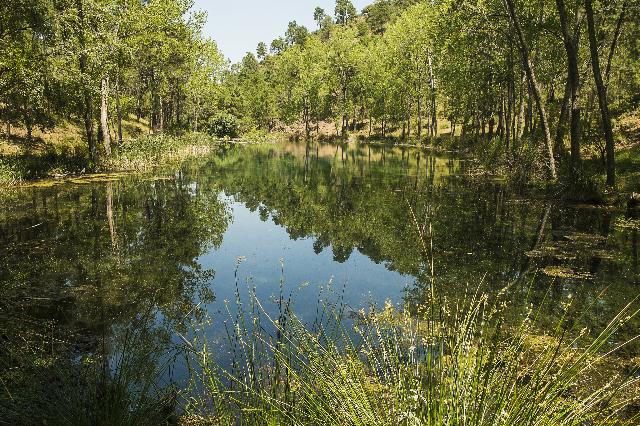 природа, реки, озера, лес, река