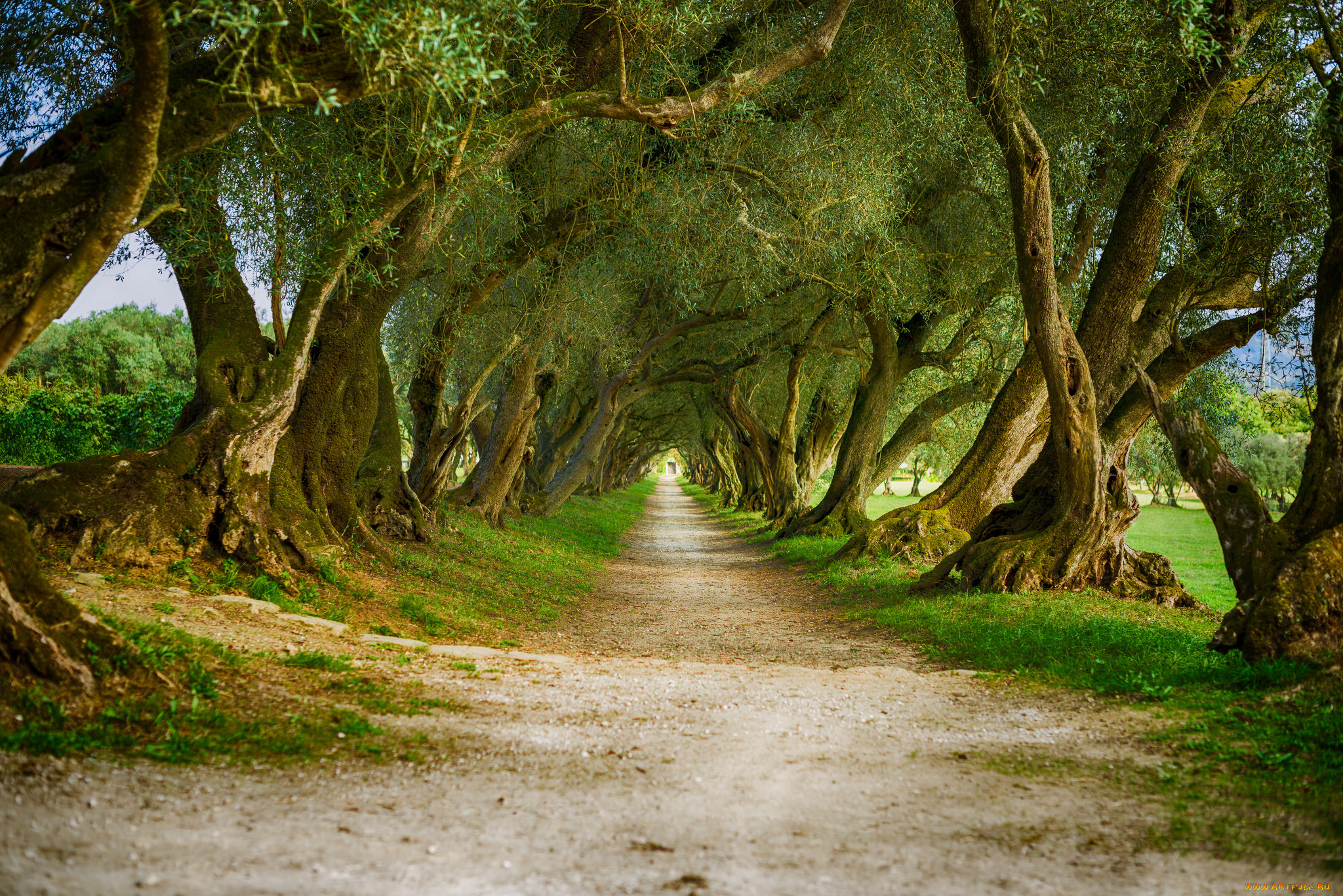 природа, дороги, аллея