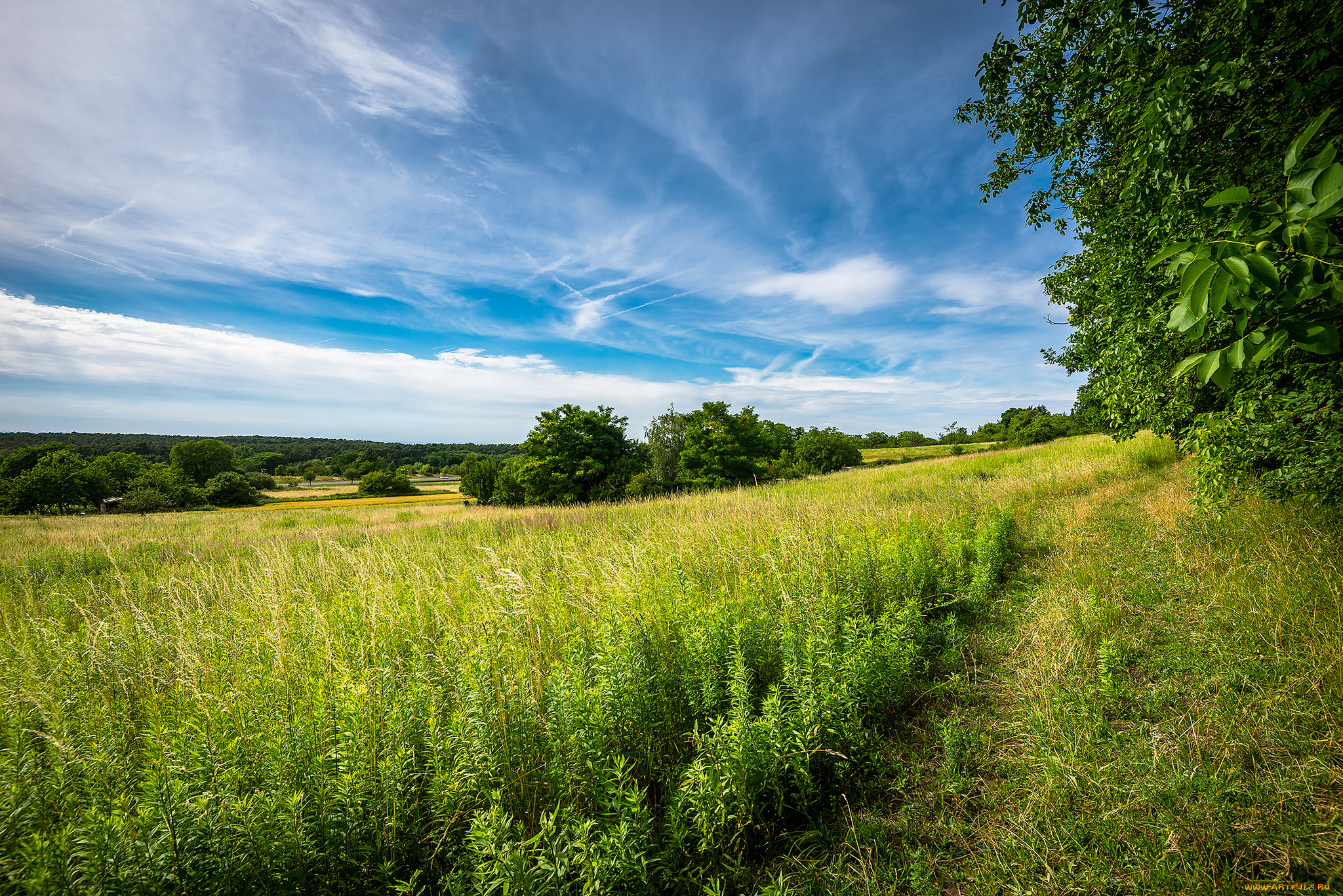 природа, дороги, трава, поле, тропинка, лес