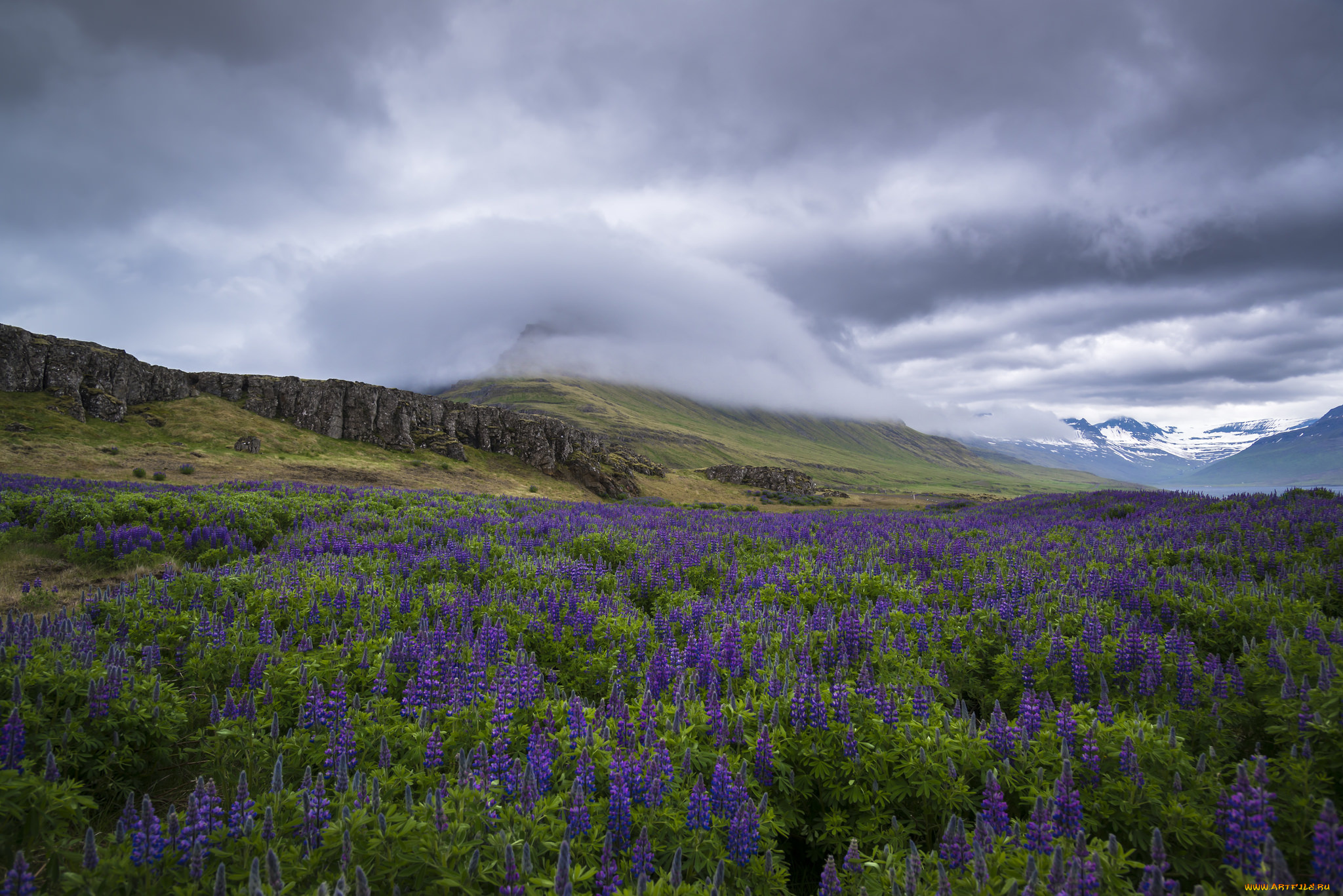 природа, луга, цветы, облака, равнина