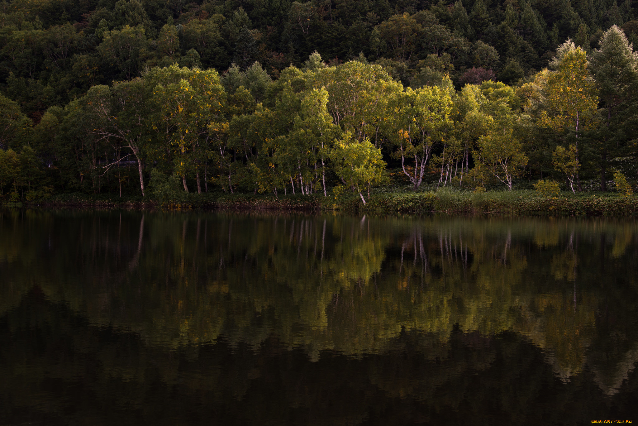 природа, реки, озера, река, лес
