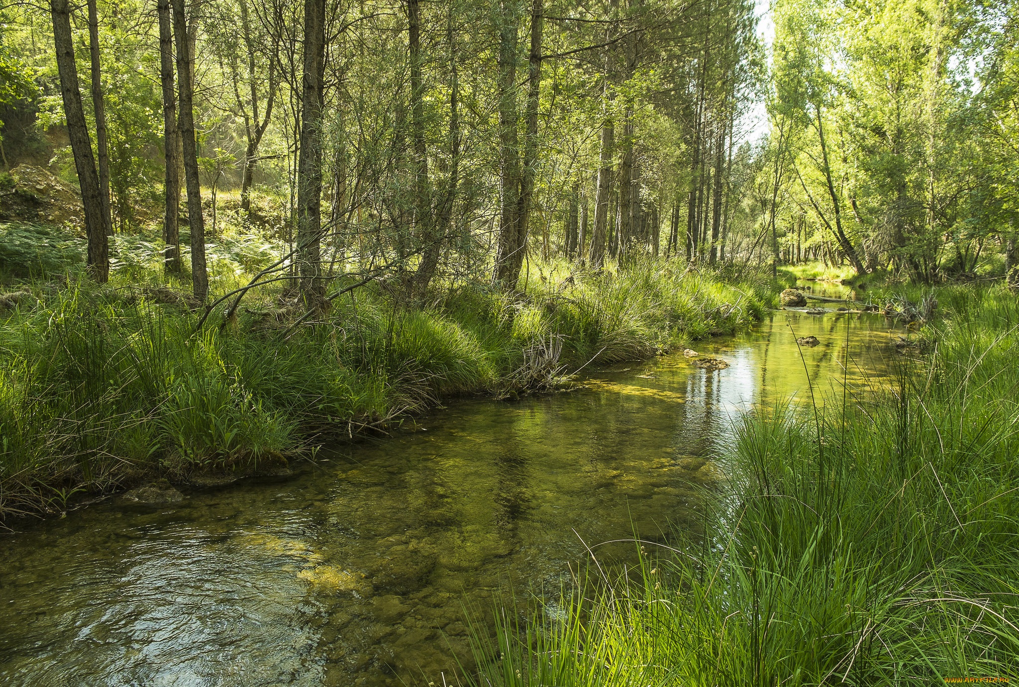 природа, реки, озера, река, лес