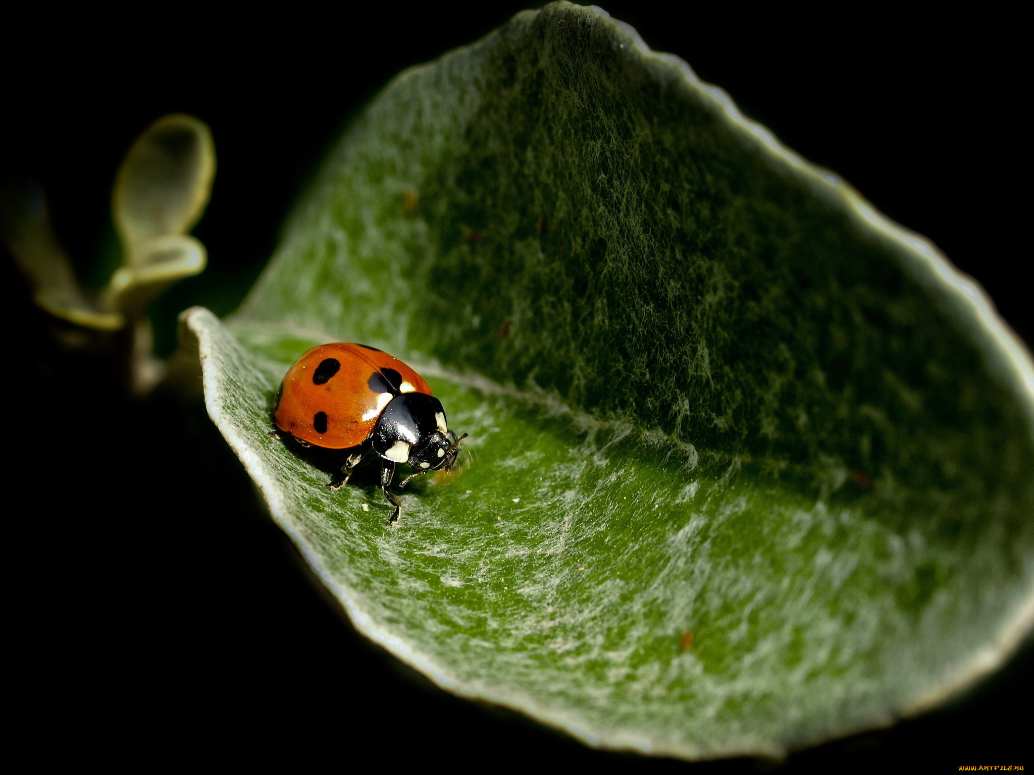 животные, божьи, коровки, фон, природа, божья, коровка