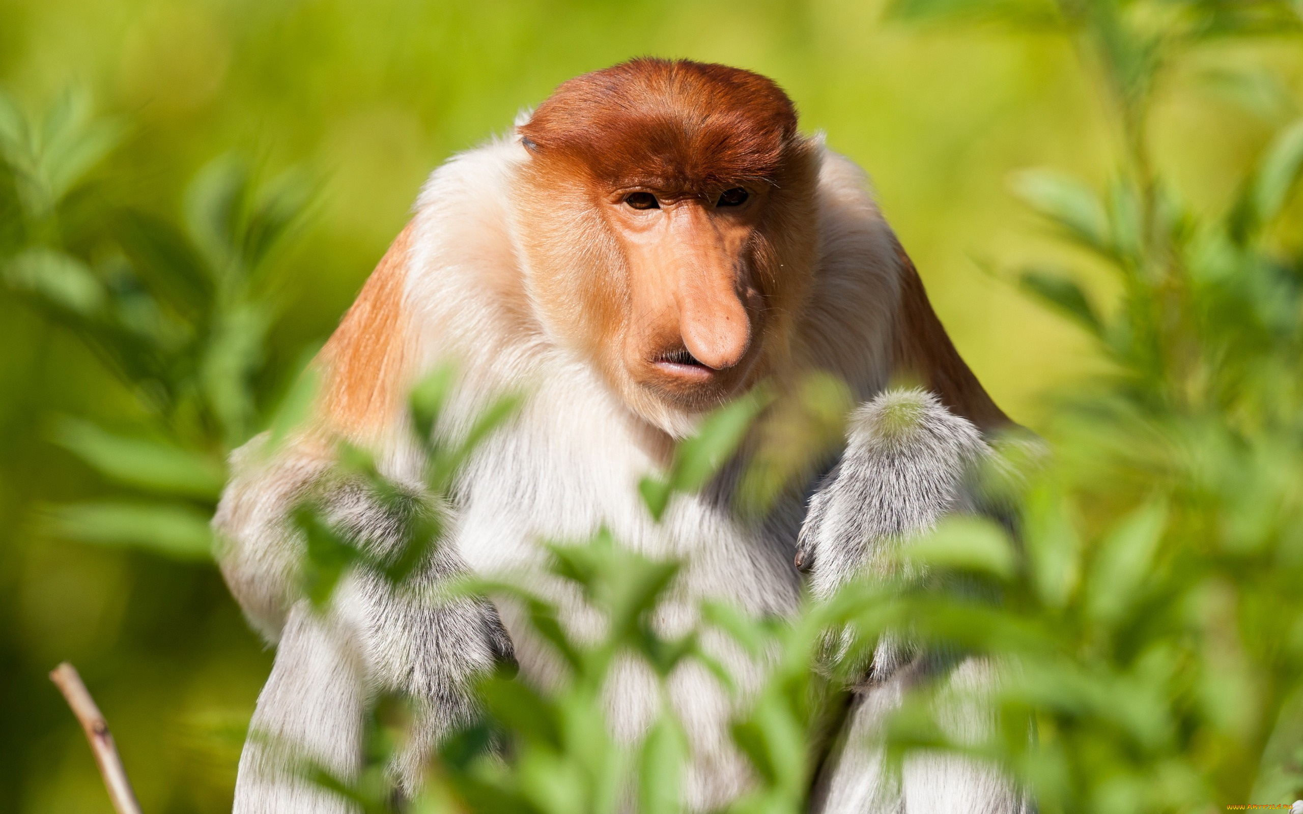 животные, обезьяны, обезьяна, взгляд, природа