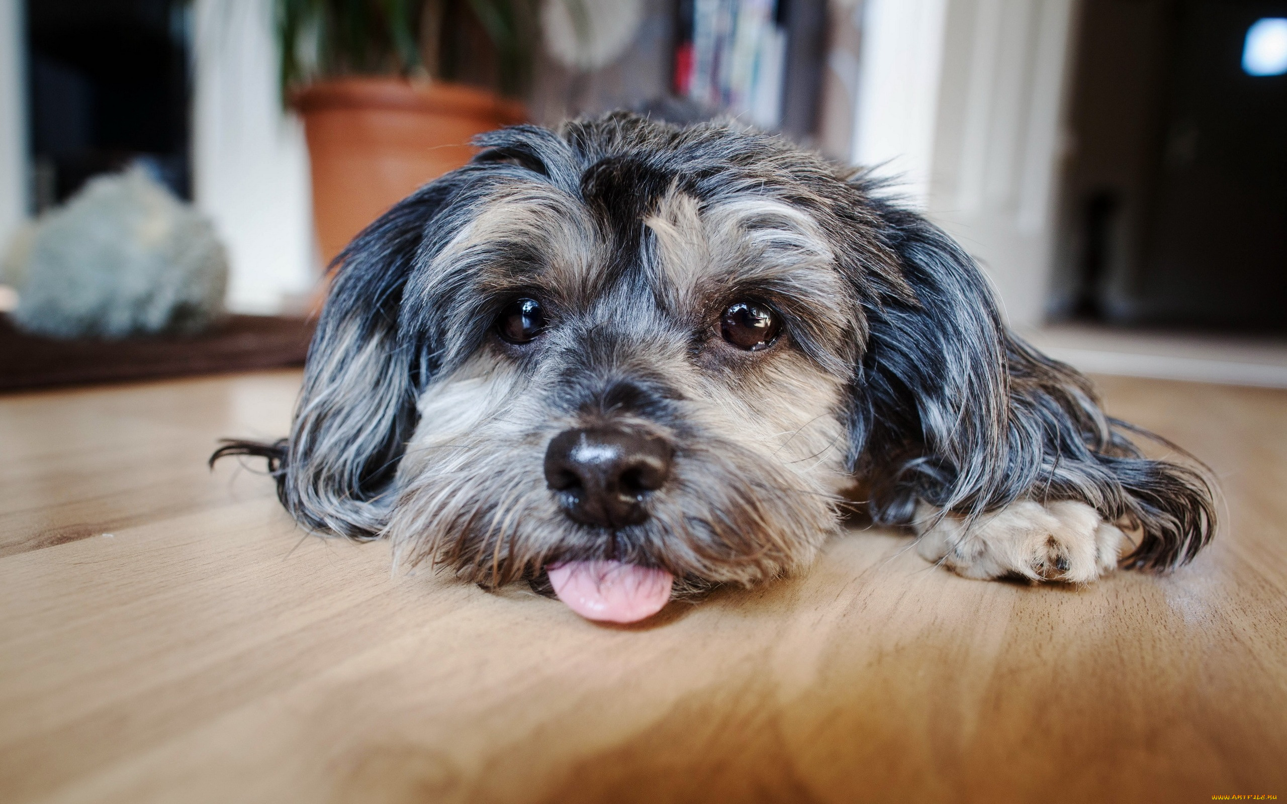 животные, собаки, взгляд, собака, друг