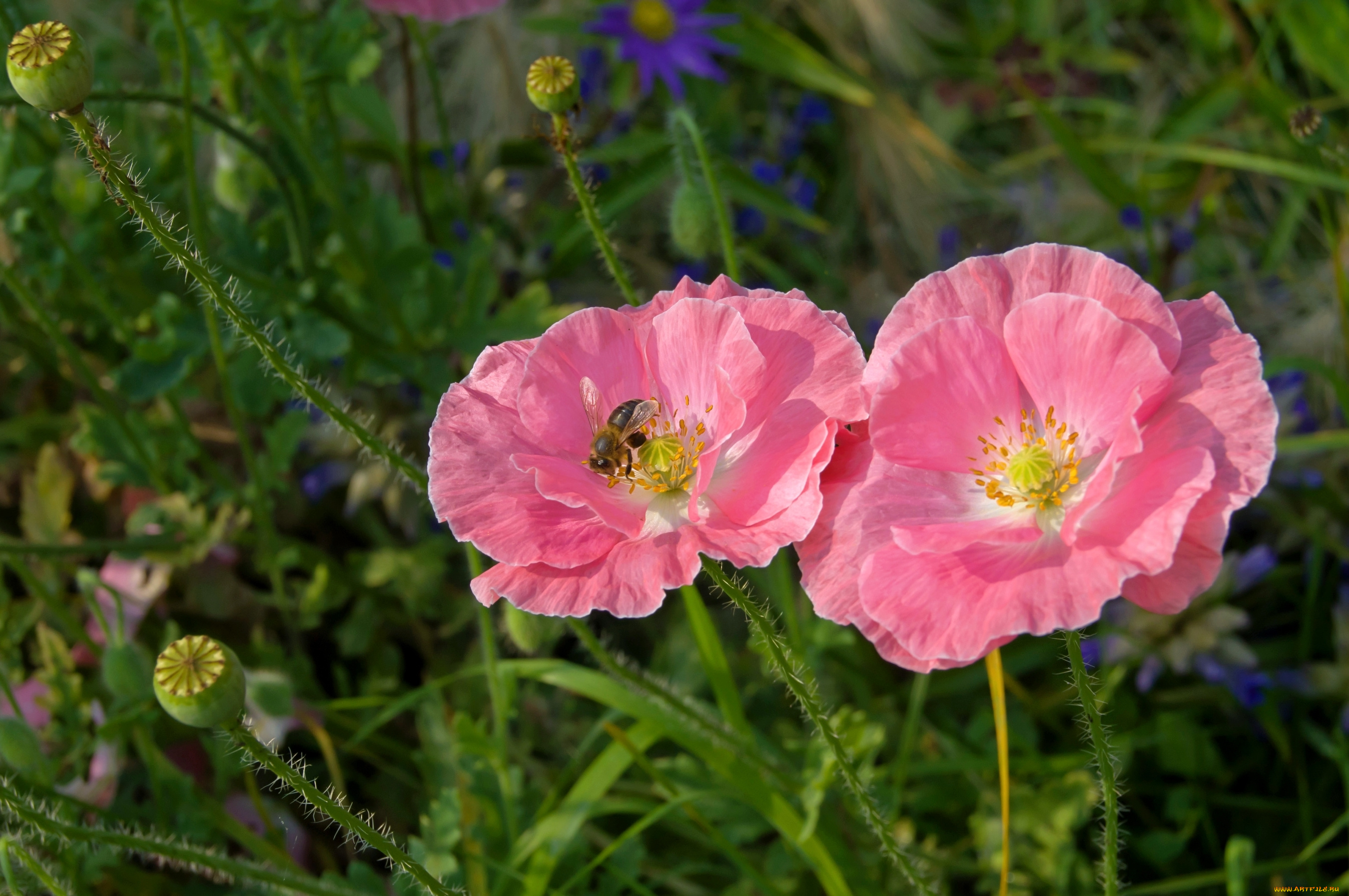 цветы, маки, луг, пчела, розовый