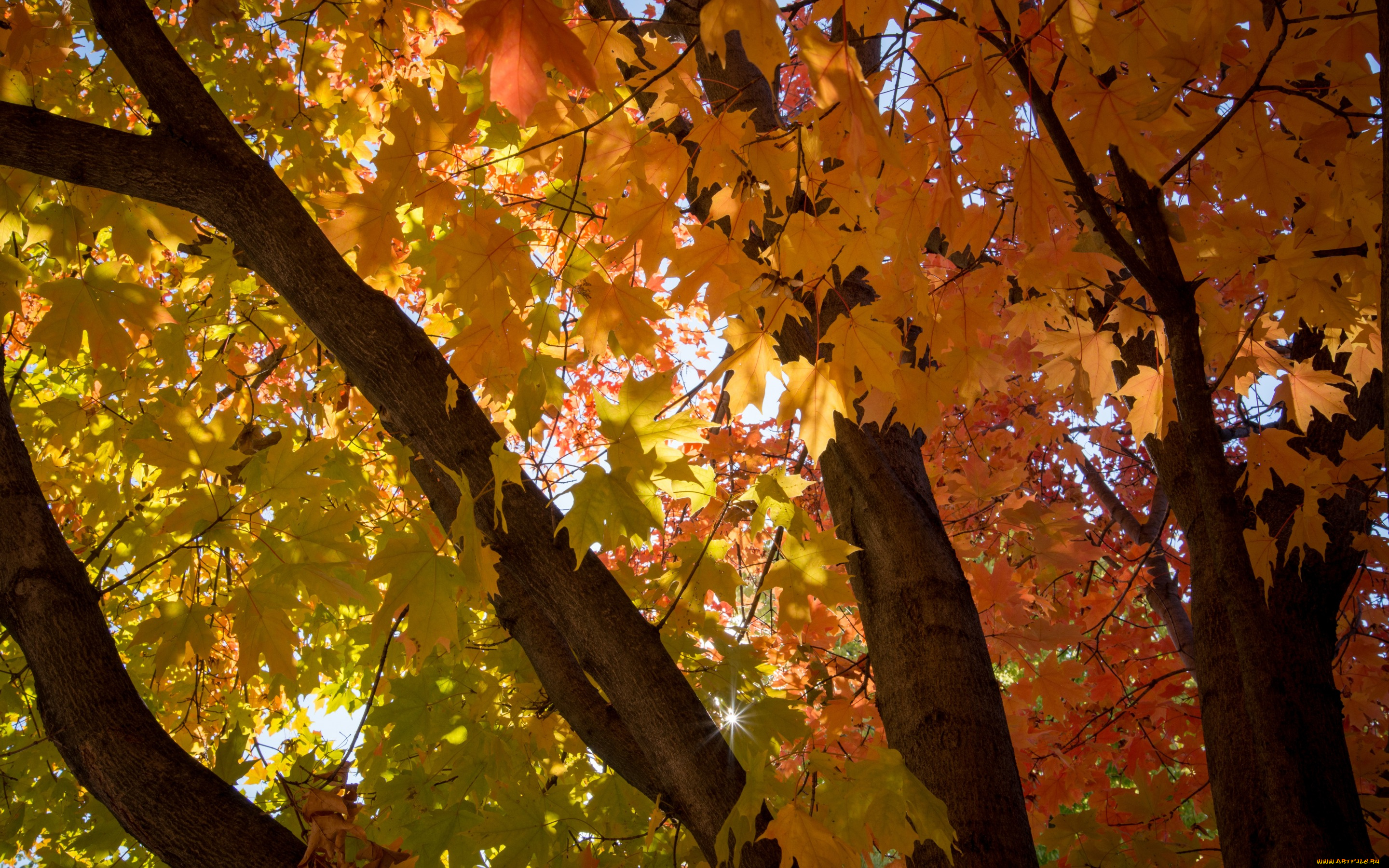природа, листья, лист, ветки, ветка, осень, ствол