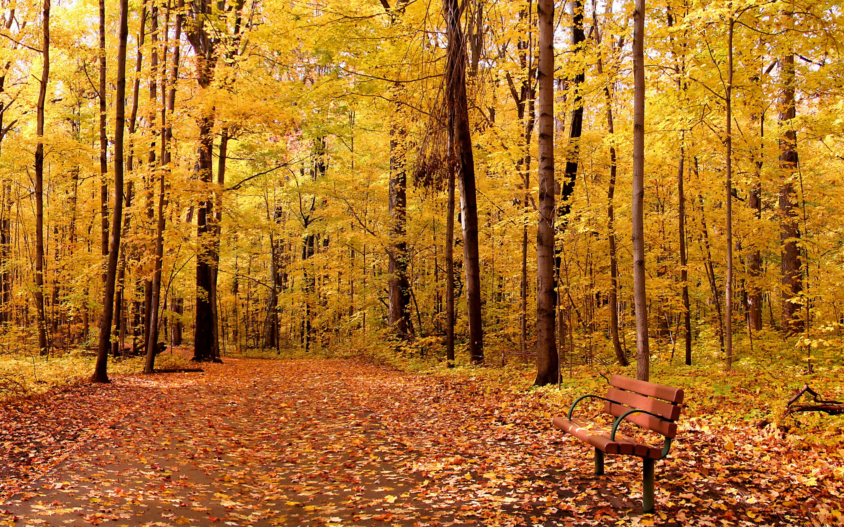 природа, парк, листья, landscape, leaves, tree, осень, park, autumn, nature, деревья